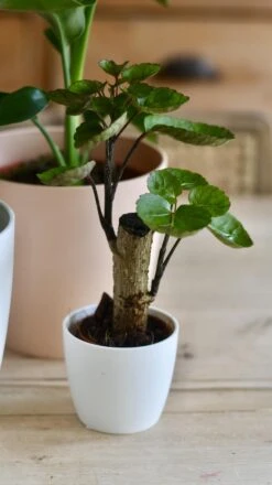 Baby Polyscias Fabian - Aralia Fabian