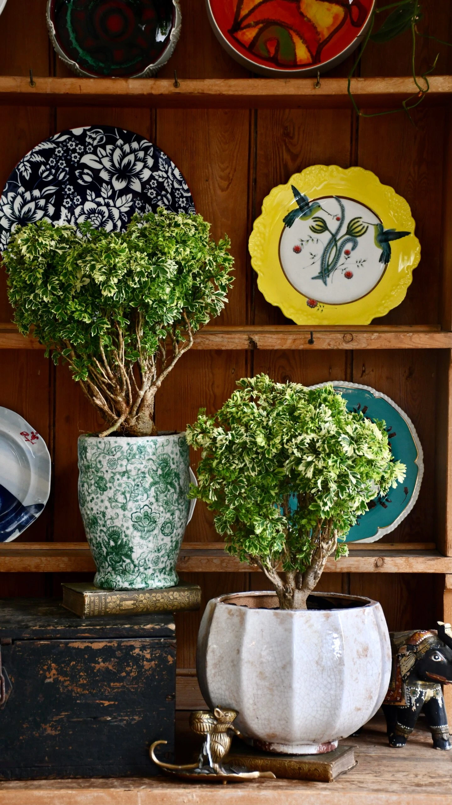 Polyscias Ming Gold Bonsai - Image 2