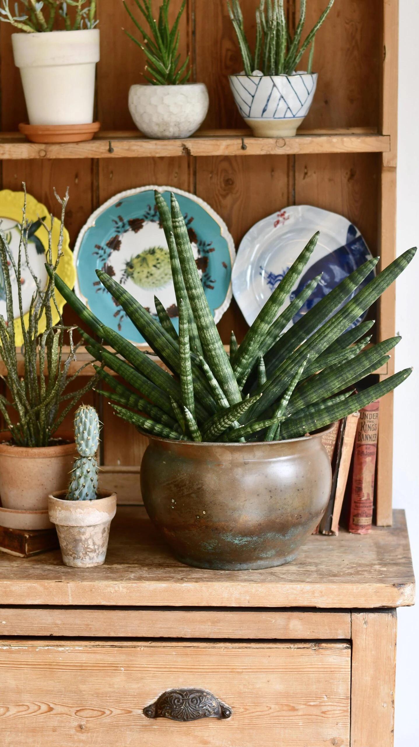 Sansevieria Cylindrica | Cylindrical Snake Plant