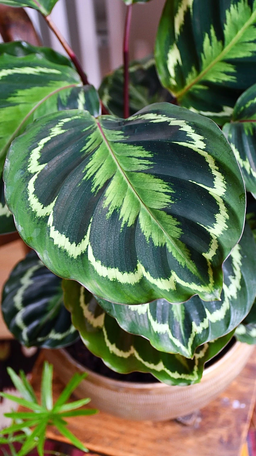 Calathea Veitchiana, Calathea Medallion, Prayer Plant - Image 2