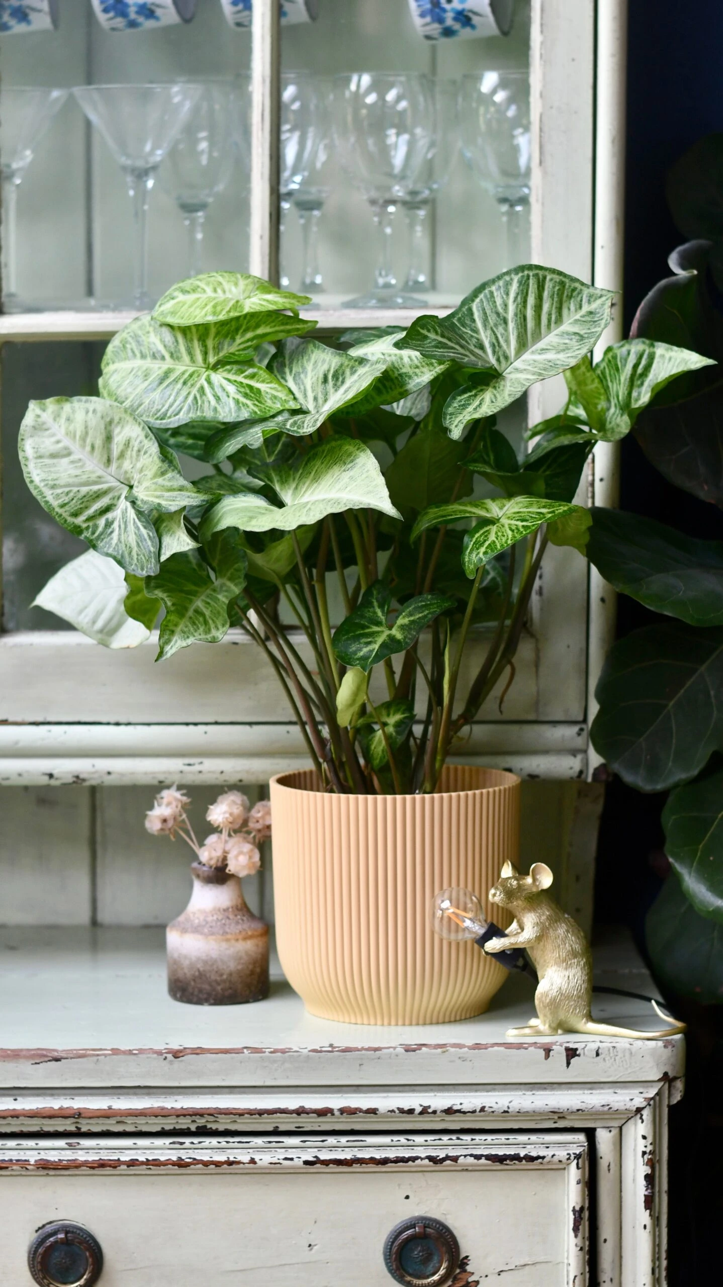 Syngonium White Butterfly And Vibes Pot - Image 7