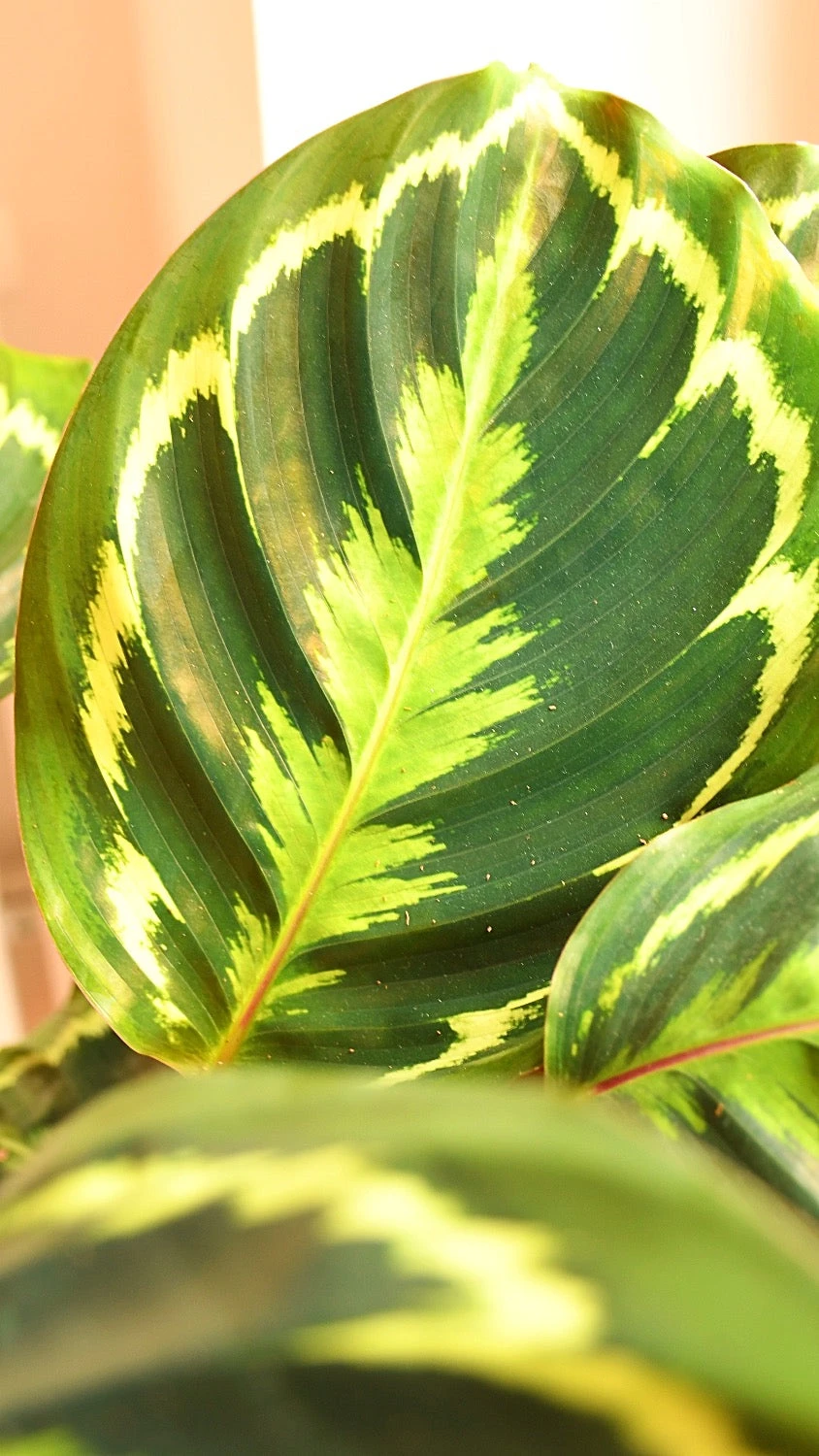 Calathea Veitchiana, Calathea Medallion, Prayer Plant - Image 4