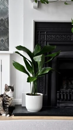 Aspidistra Elatior And Vibes Pot (Cast Iron Plant)