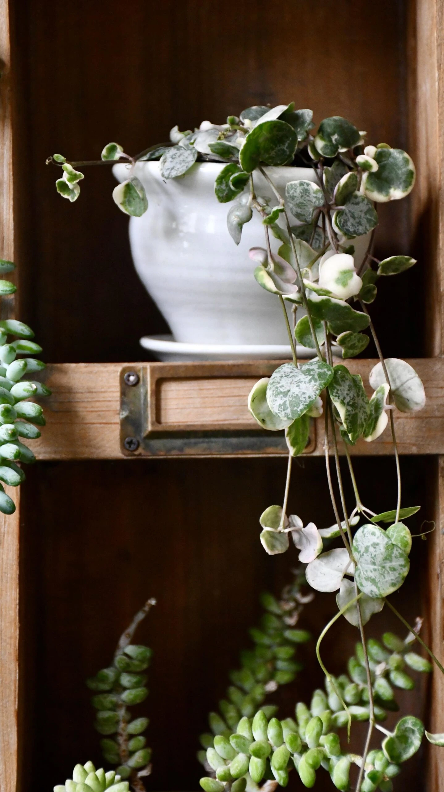 Variegated String Of Hearts | Ceropegia Woodii | Ceropegia Linearis Subsp. Woodii - Image 5