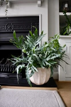 XL Phlebodium Aureum 'Blue Star Fern'