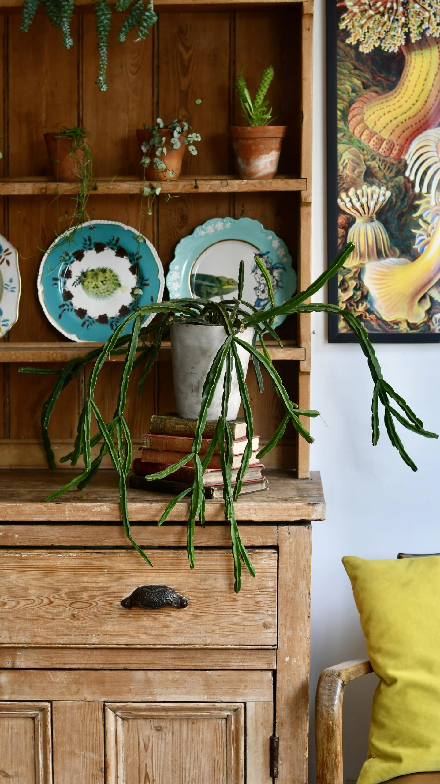 Rhipsalis Pentaptera *rare* - Image 3