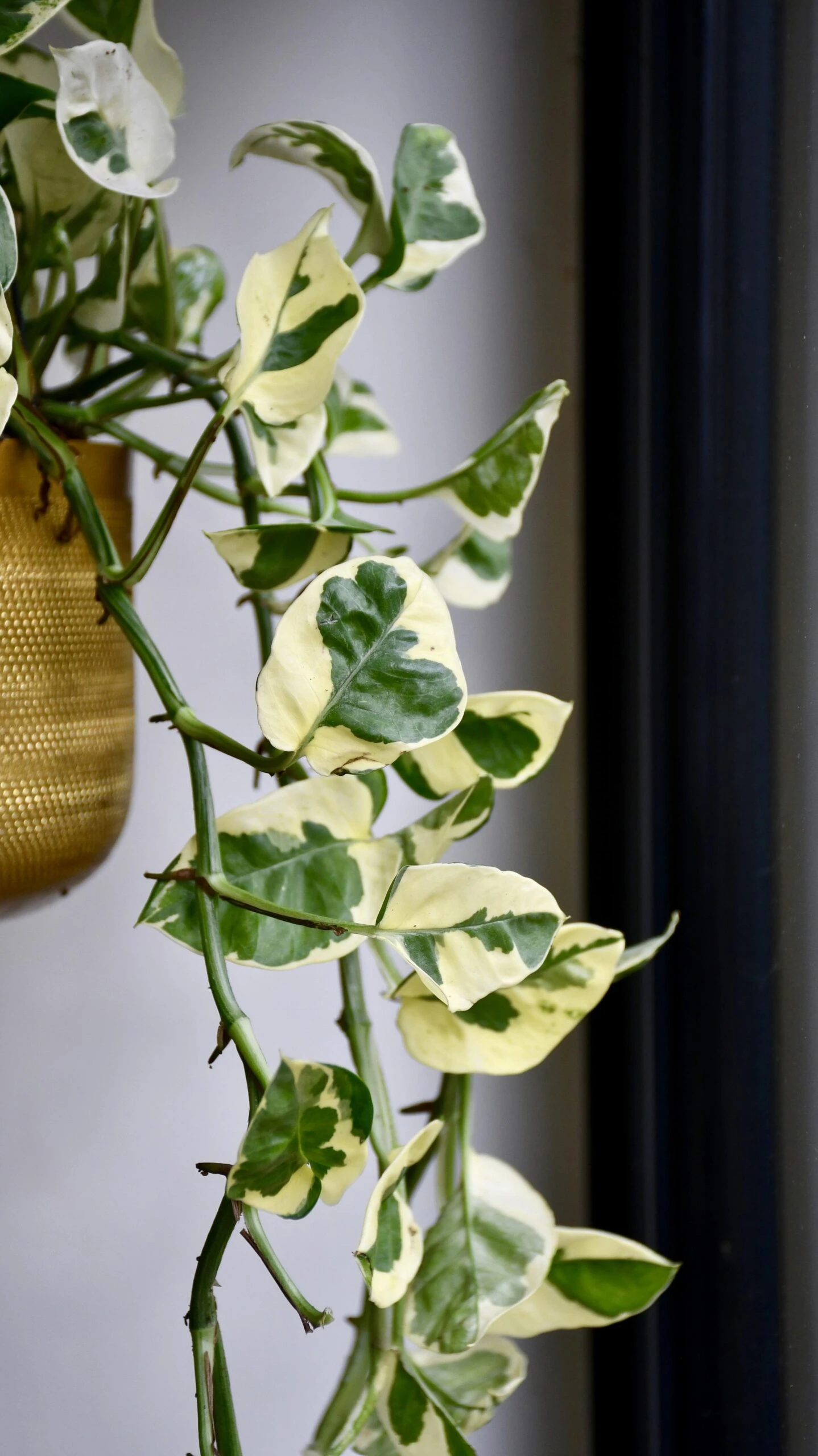 Epipremnum Njoy - Image 2