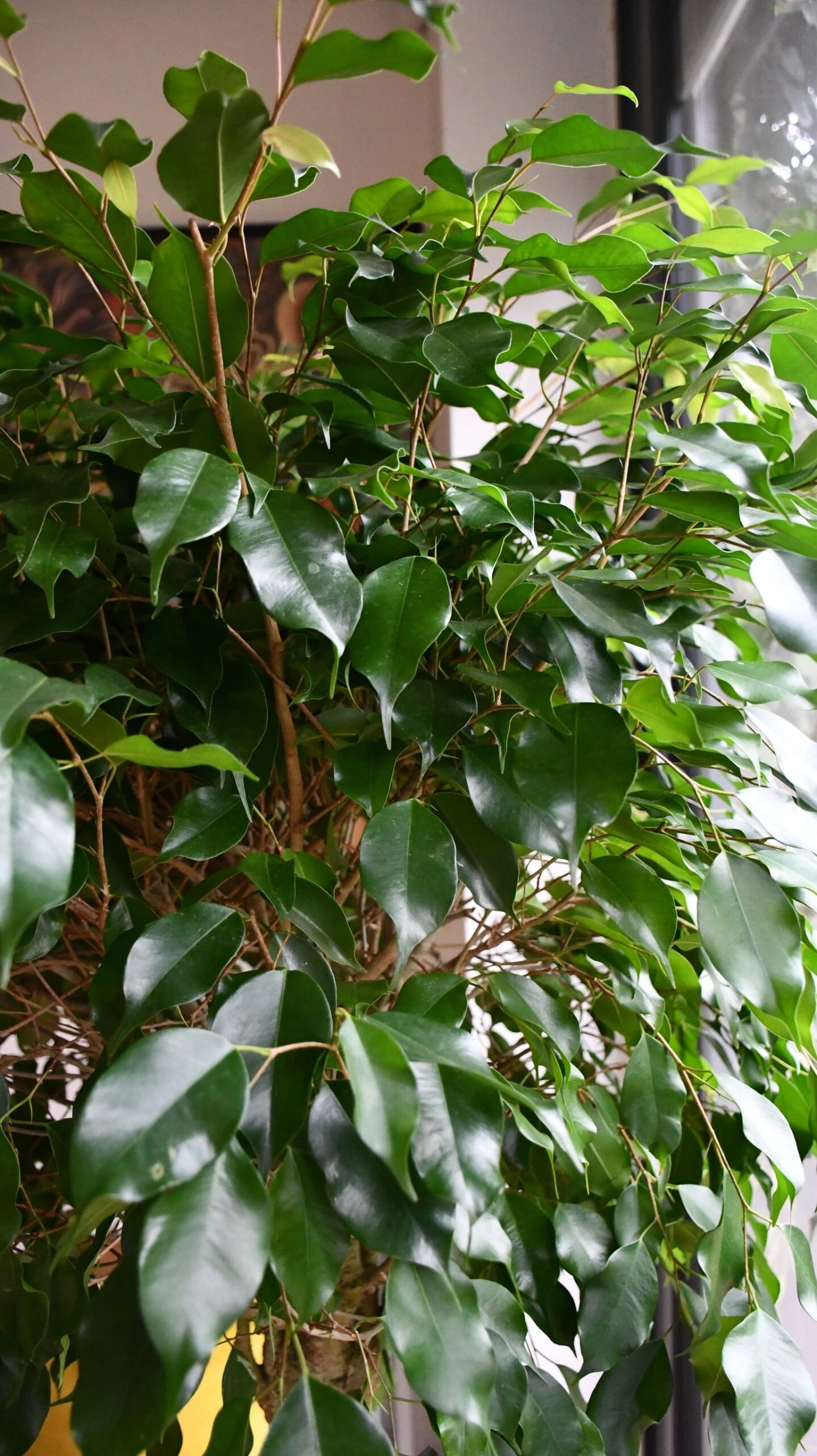 Weeping Fig Tree - Ficus Benjamina - Image 6