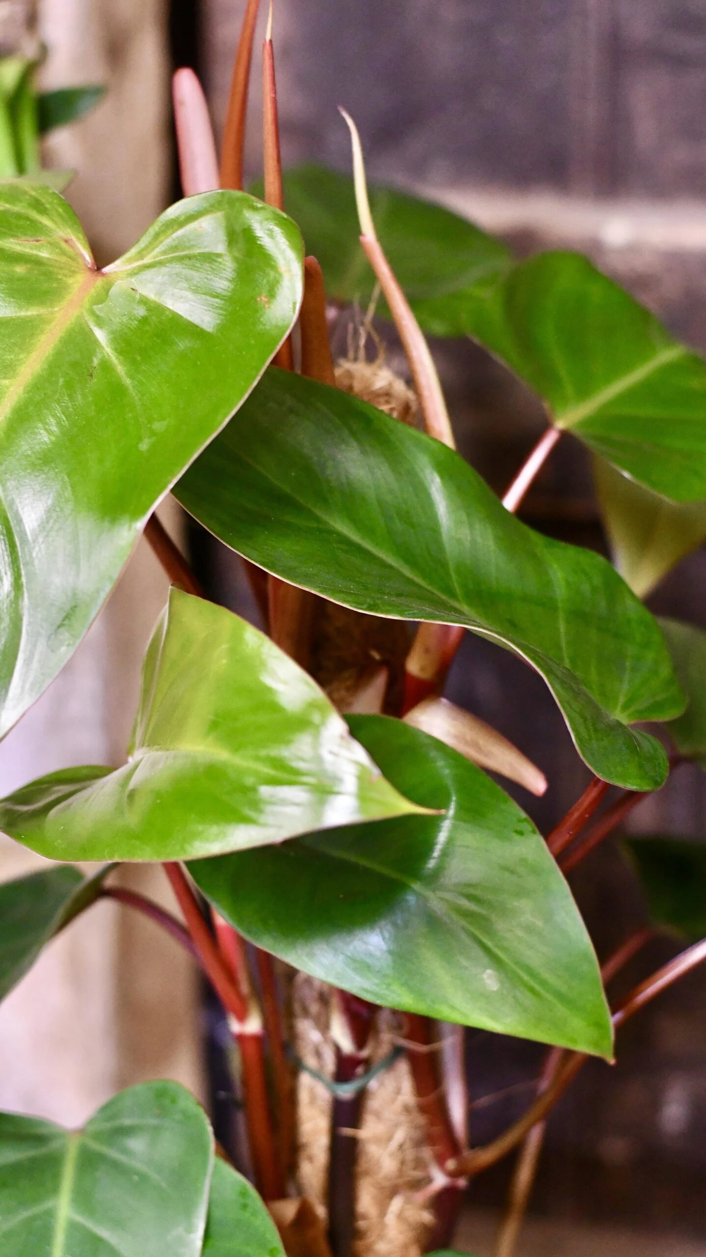 Philodendron Red Emerald - Image 3