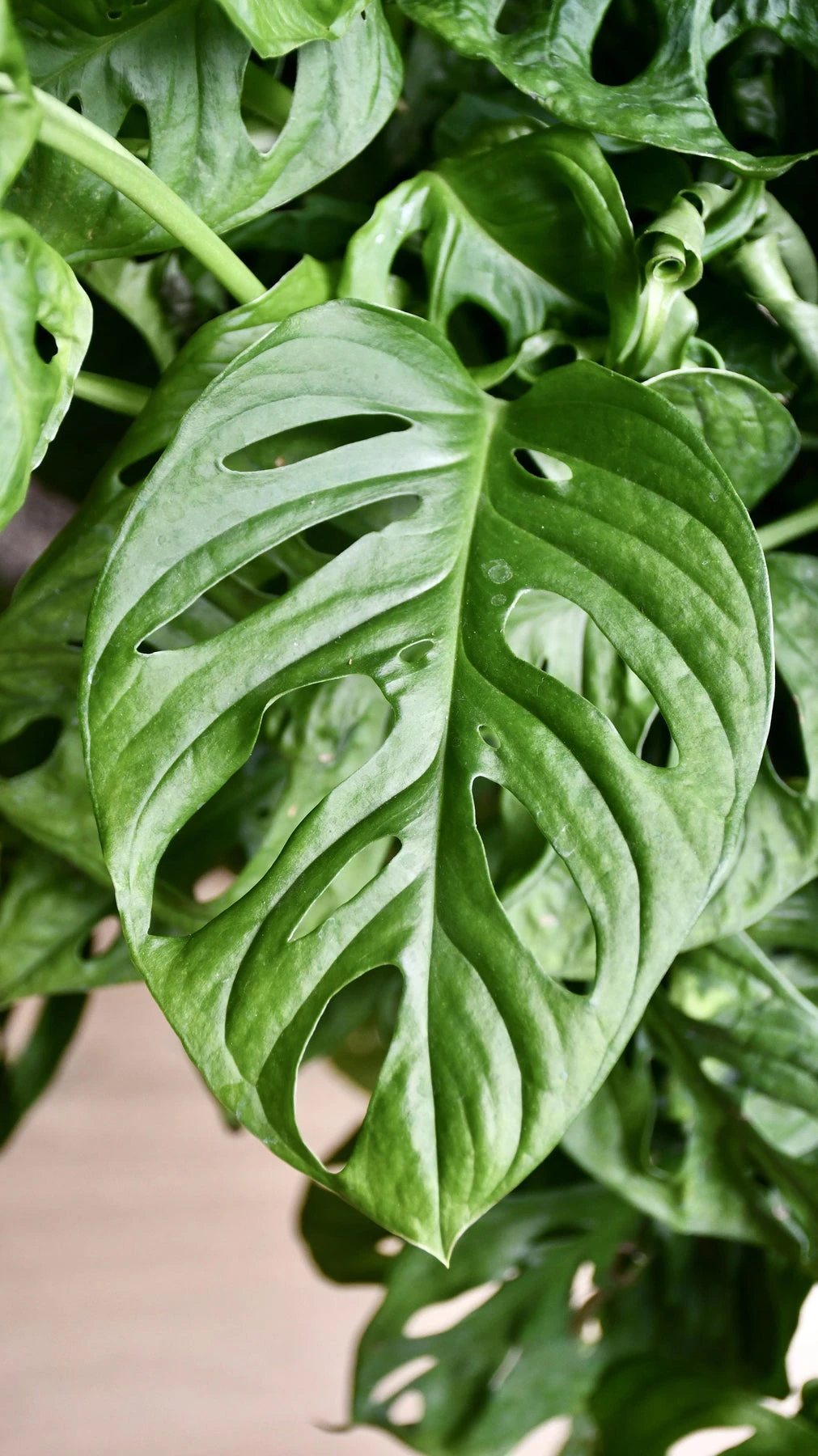 Monstera Obliqua | Monkey Mask | Happy Houseplants - Image 2
