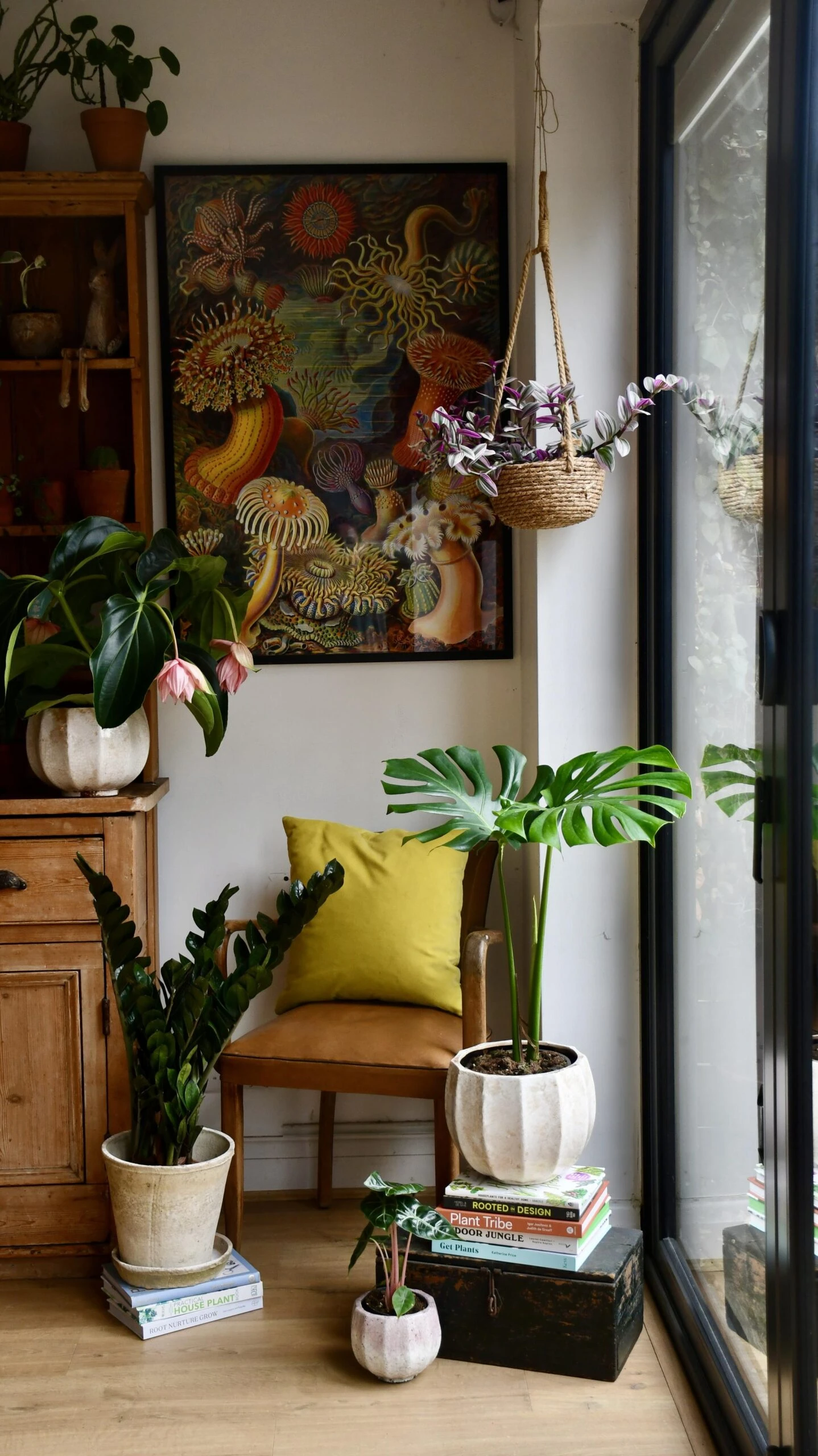 Small Monstera Deliciosa {Large Leaved Elegant Stem Form} - Image 4