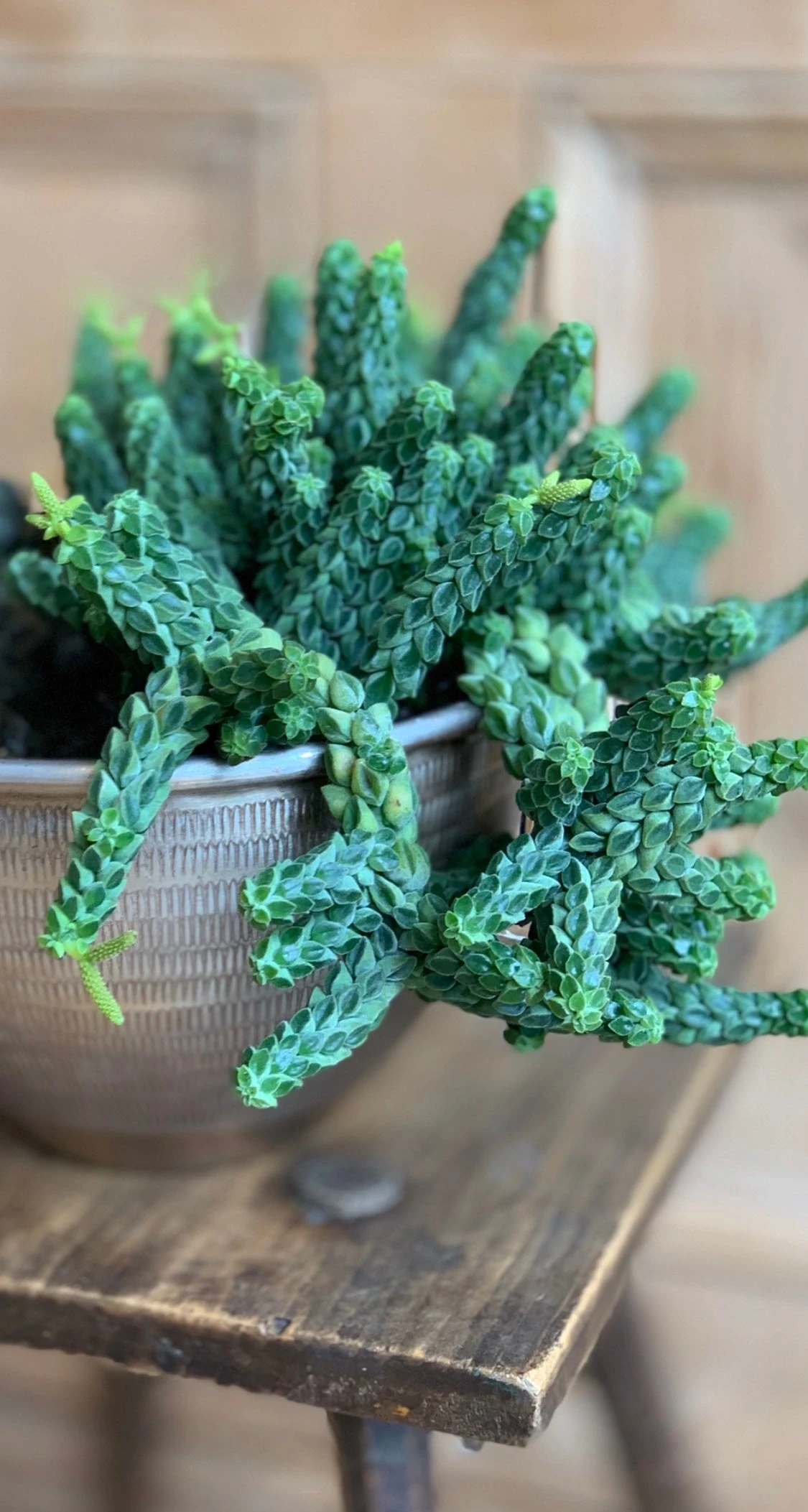 Peperomia Columella - Image 6