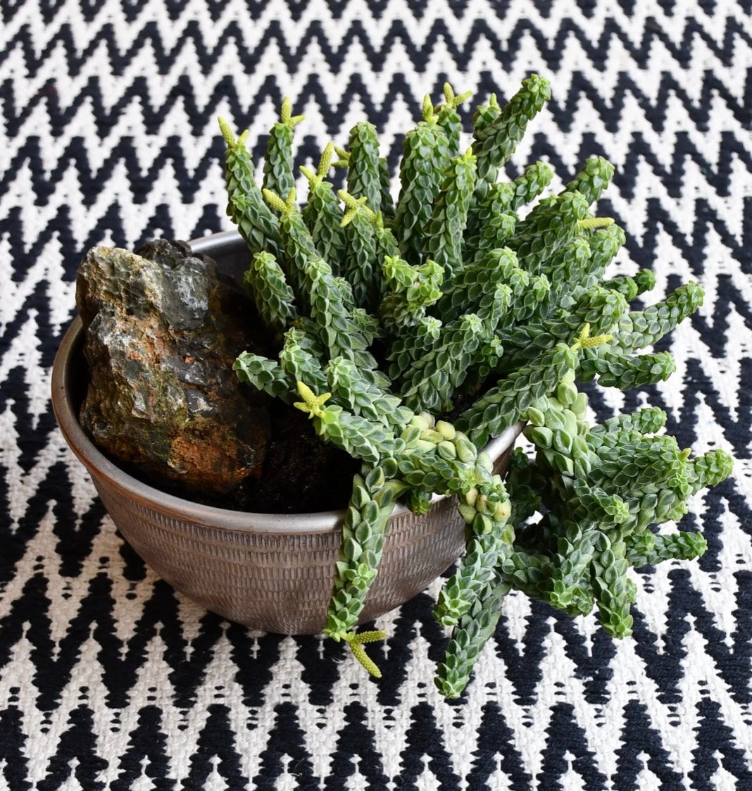 Peperomia Columella - Image 4