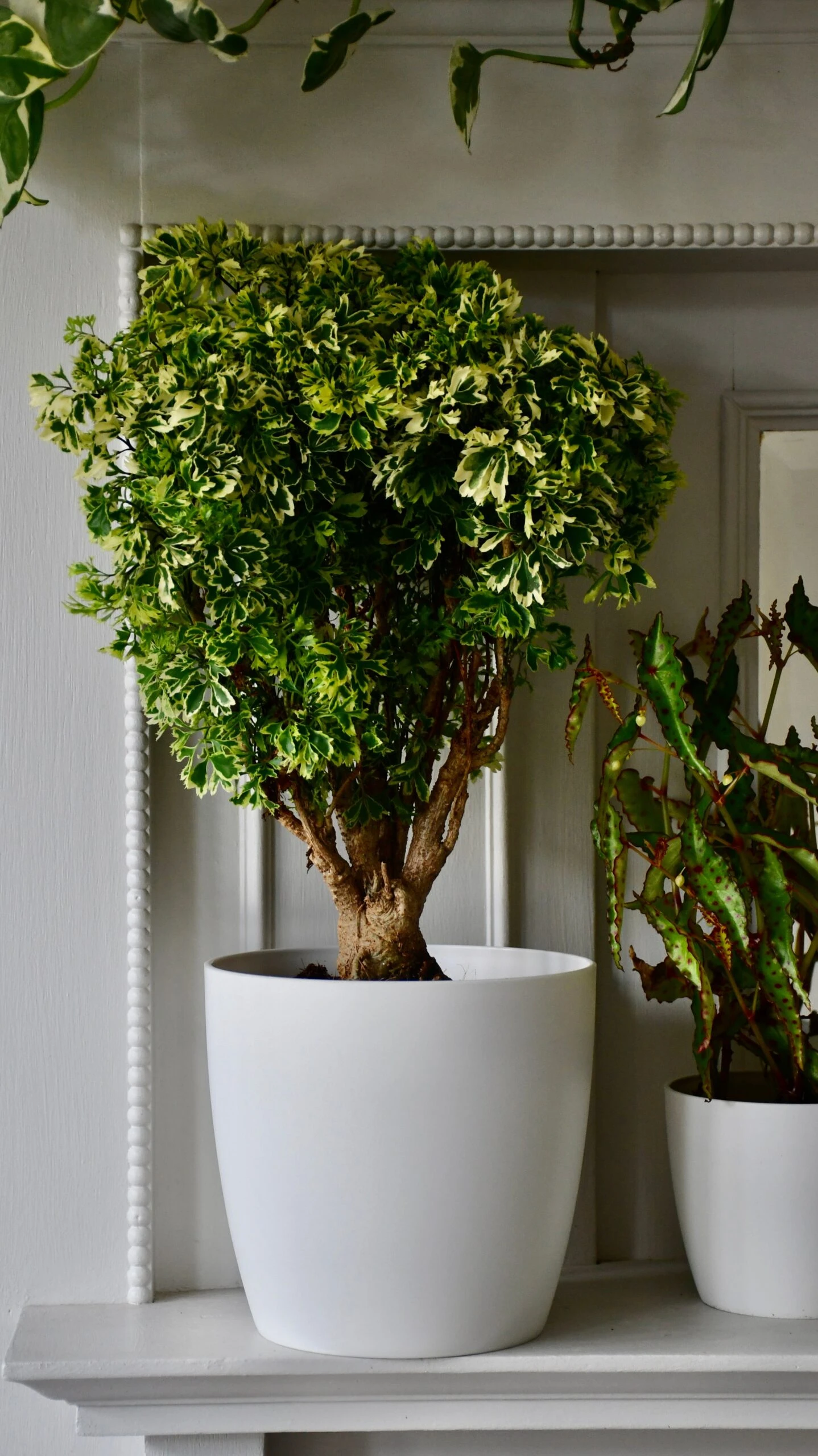 Polyscias Ming Gold Bonsai - Image 3
