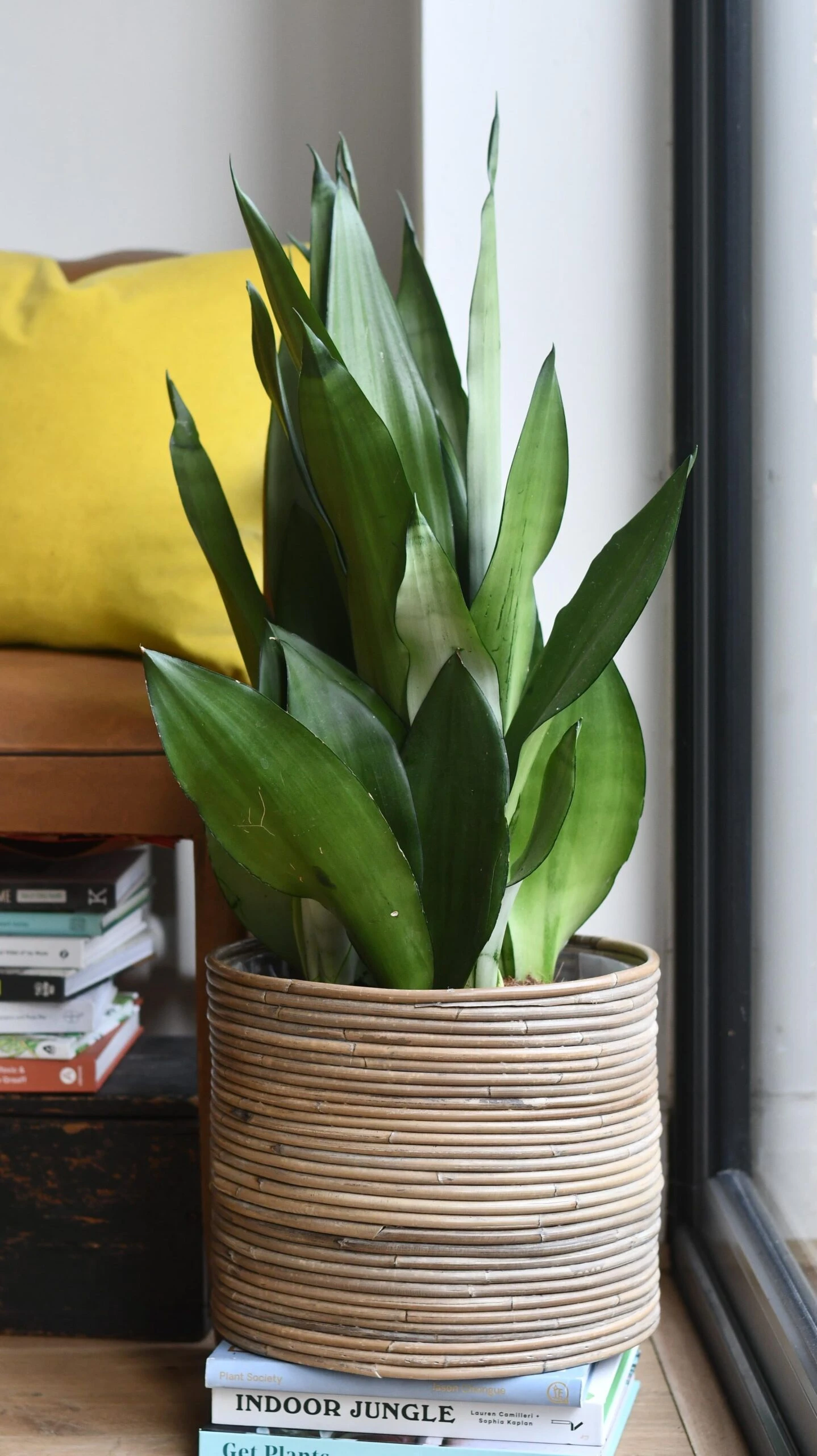 Sansevieria Trifasciata 'Moonshine' *Rare* - Image 2