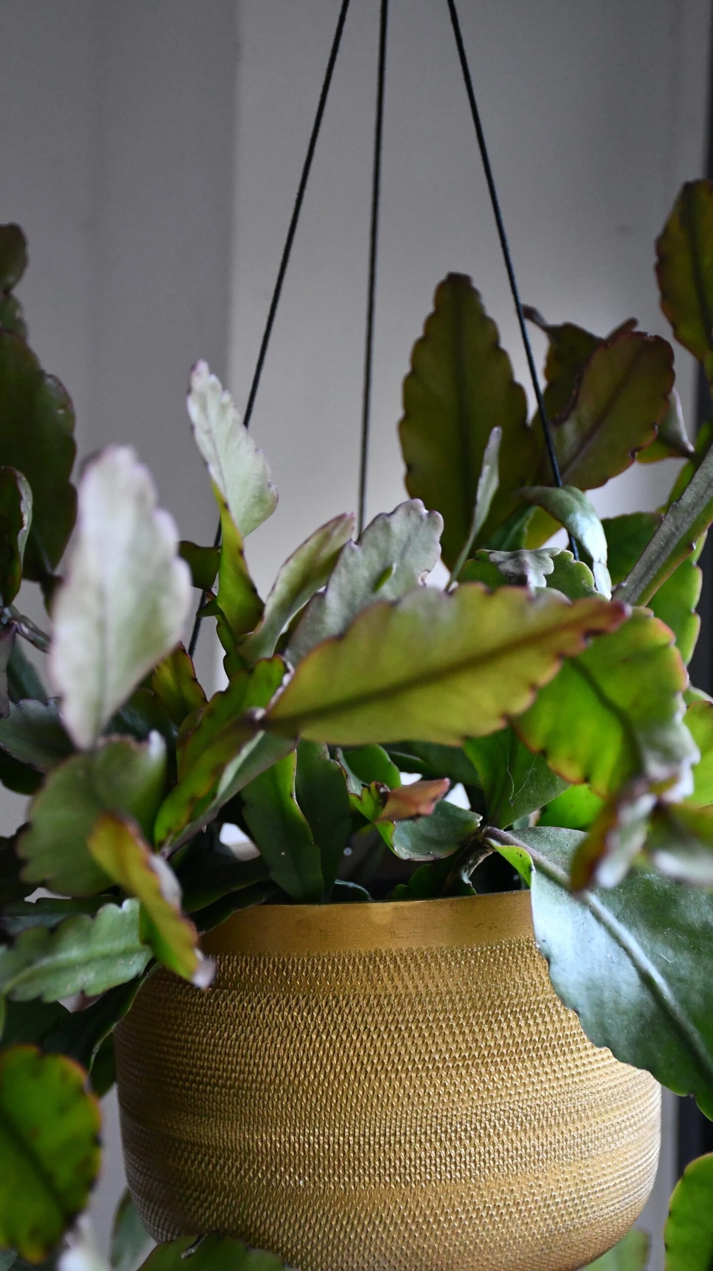 Rhipsalis Elliptica *rare* - Image 3