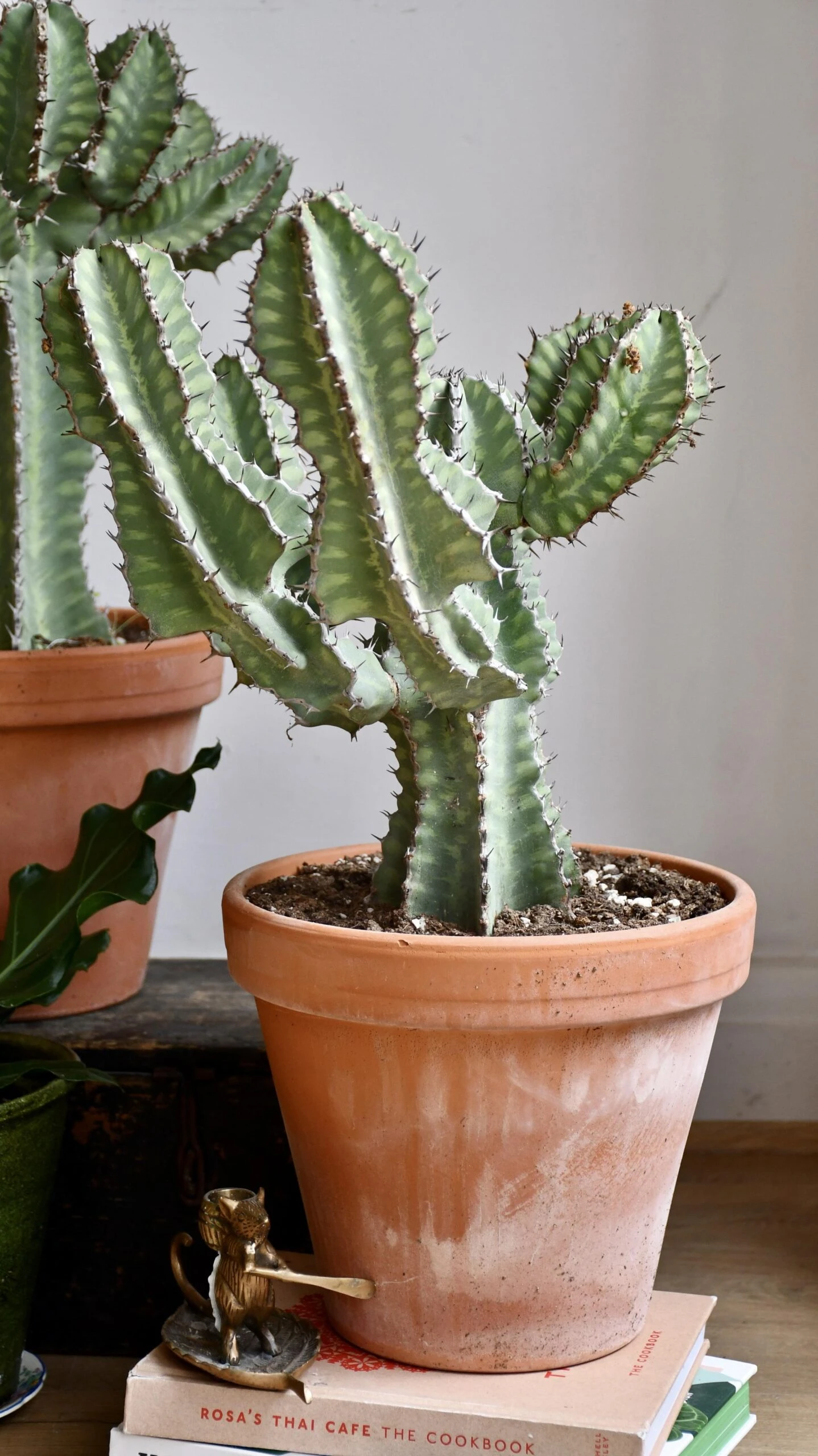 Euphorbia Cooperi - Image 2