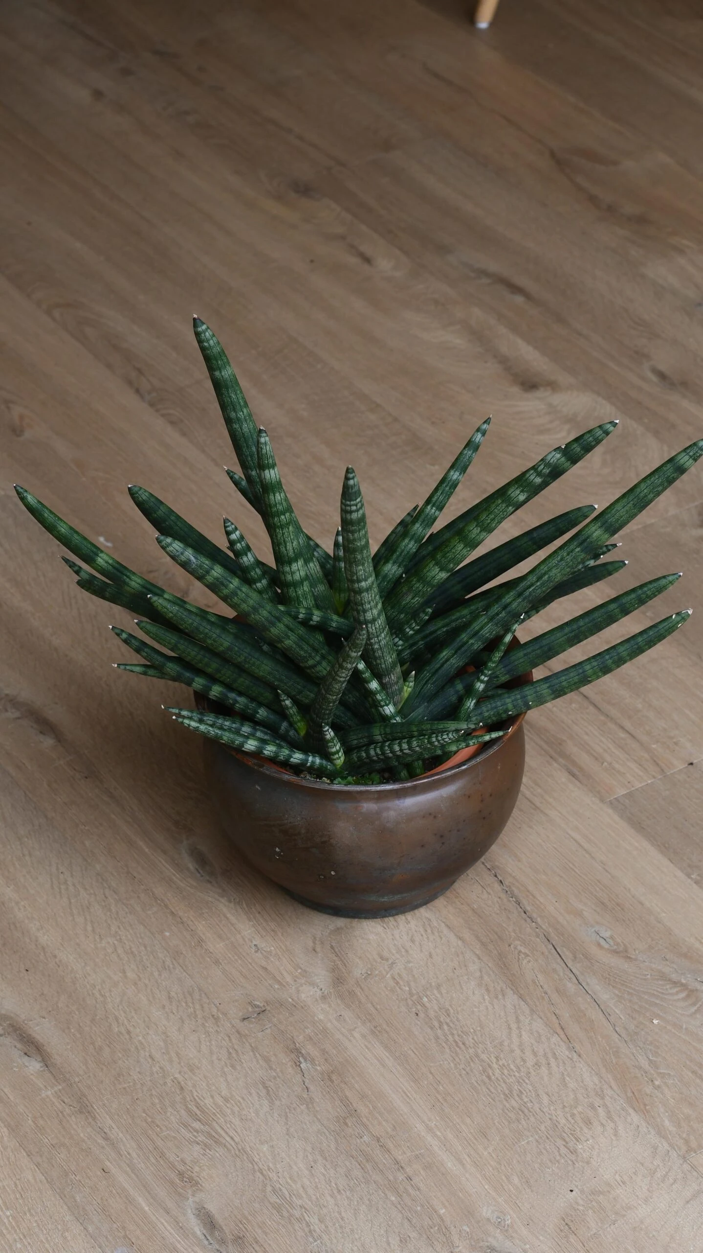 Sansevieria Cylindrica | Cylindrical Snake Plant - Image 3
