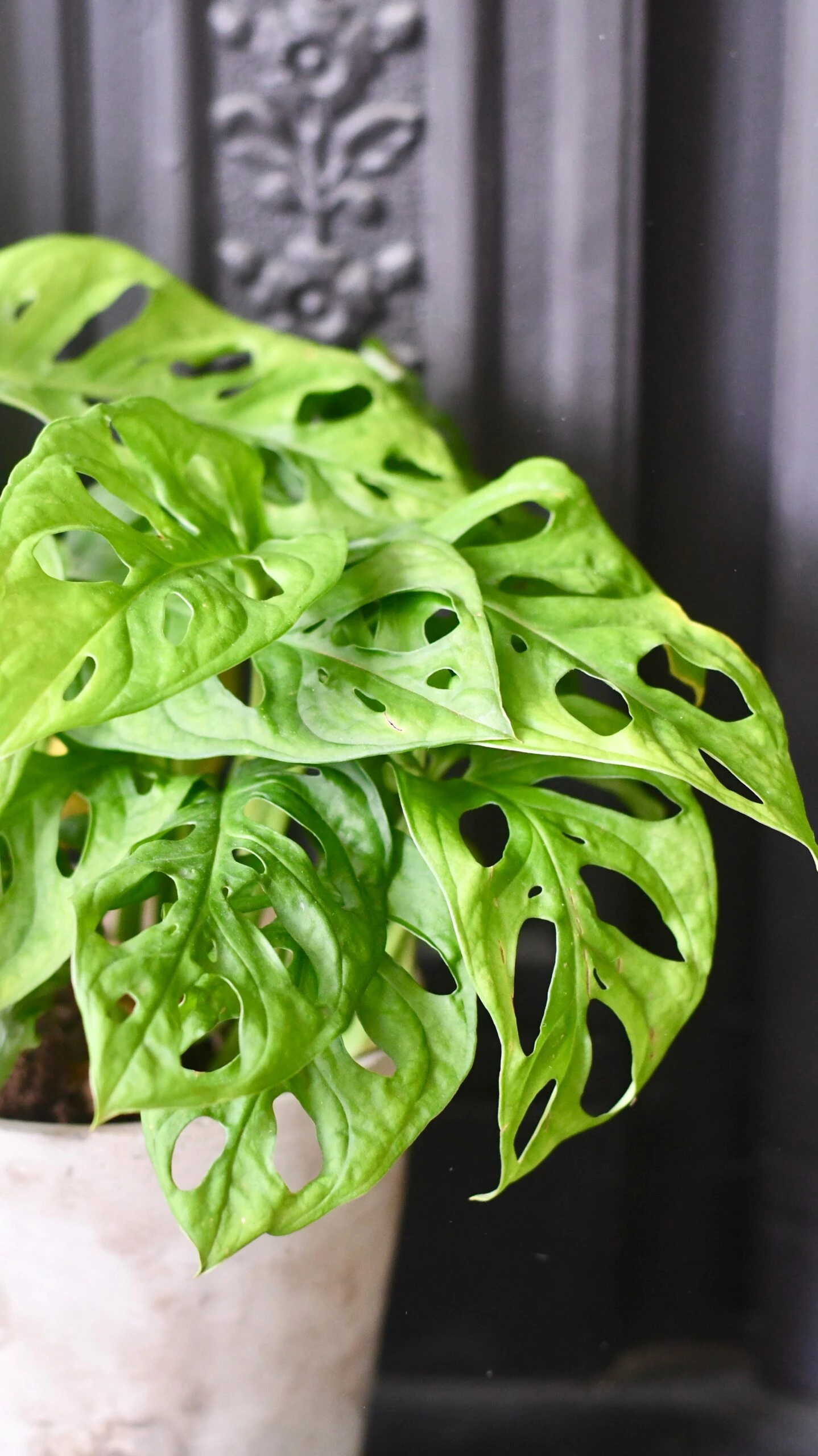 Monstera Obliqua - 'monkey Mask' - Image 4