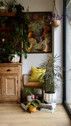 Plerandra Elegantissima Or False Aralia