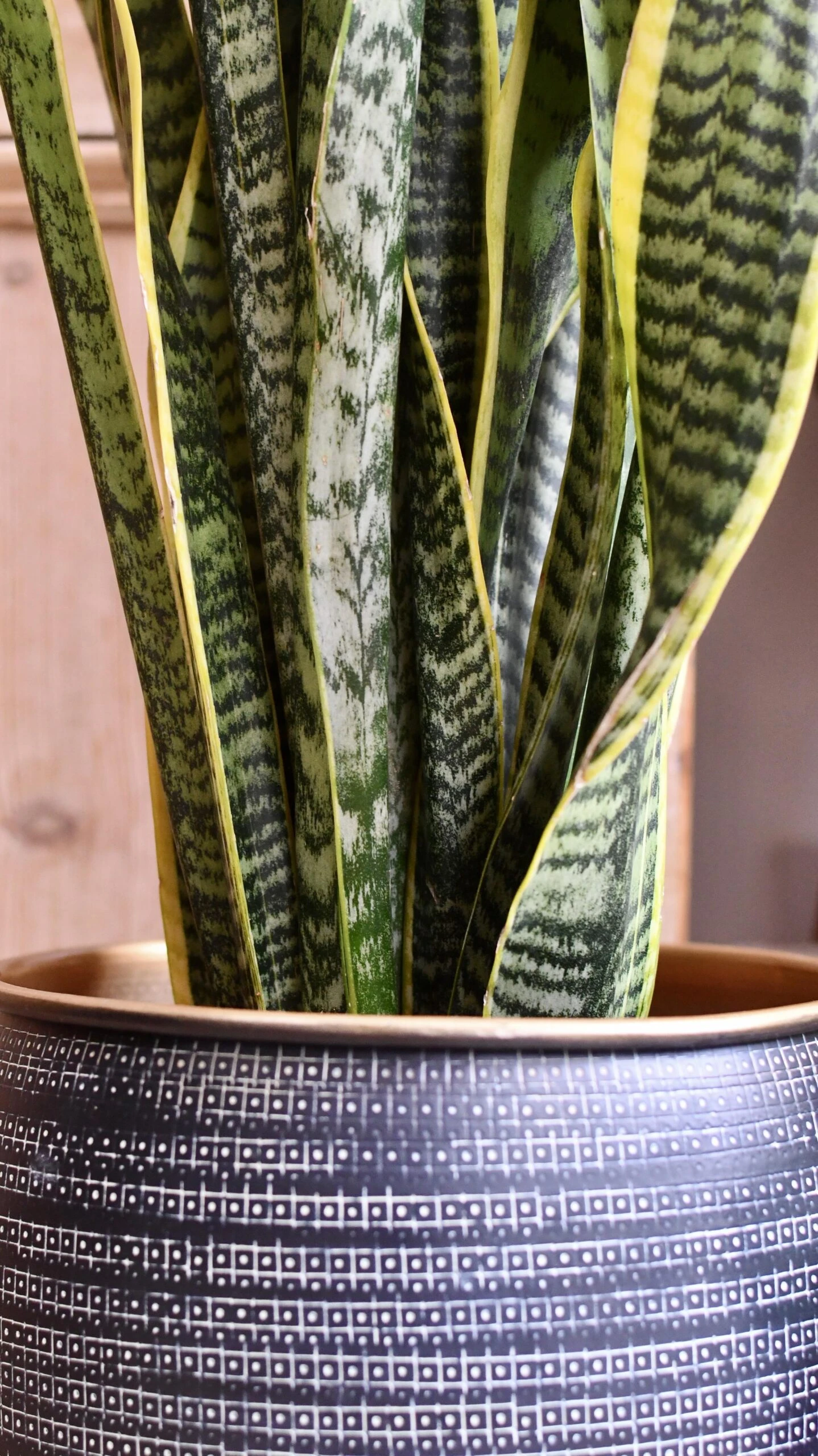 Sansevieria Trifasciata Laurentii & Brass Pot - Image 3