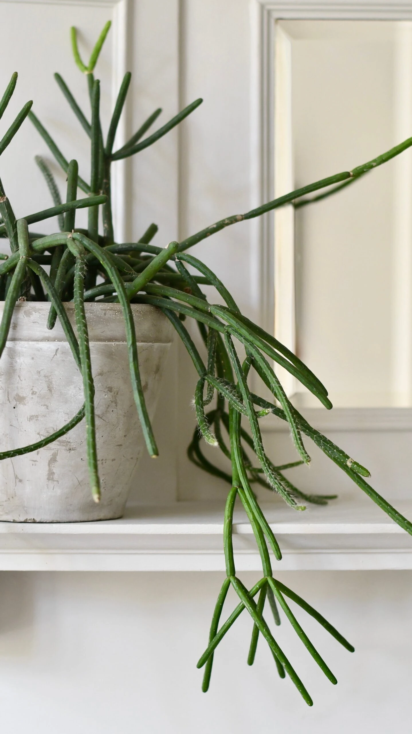 Rhipsalis Pulvinigerum, Mistletoe Cactus - Image 4