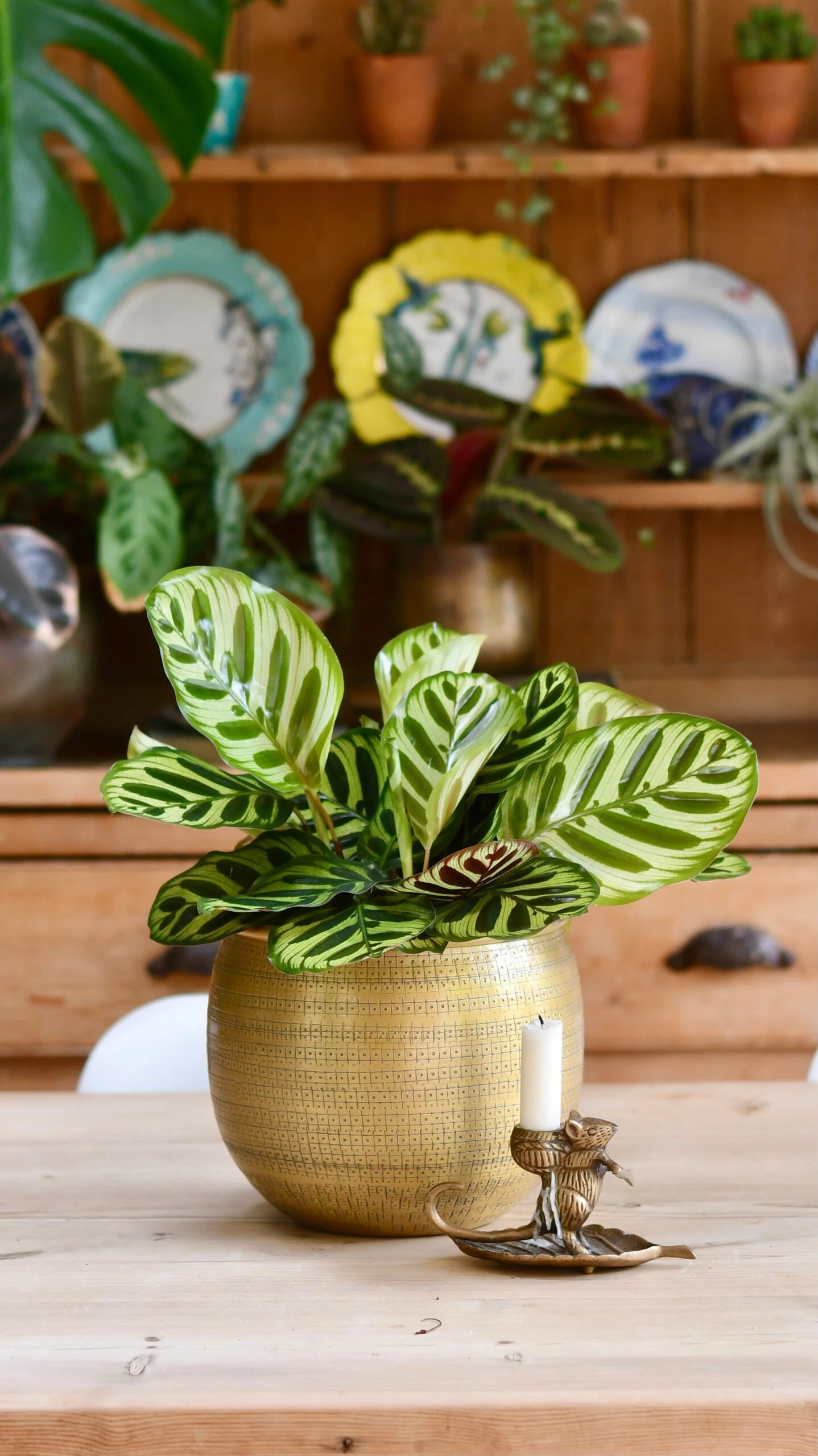 Calathea Makoyana & Gold Tembesi Etched Planter