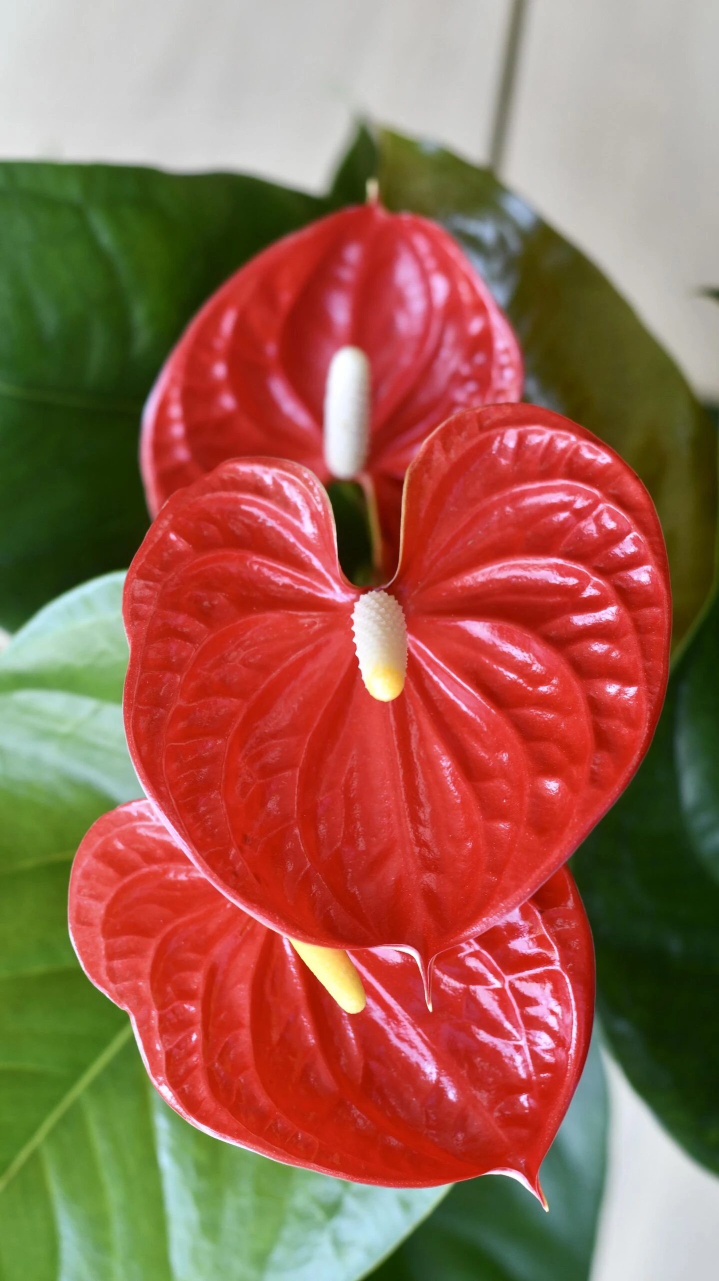 Red Anthurium Andraeanum & Vibes Pot | Flamingo Flower - Image 4