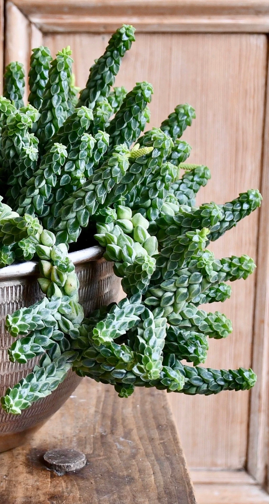 Peperomia Columella - Image 2