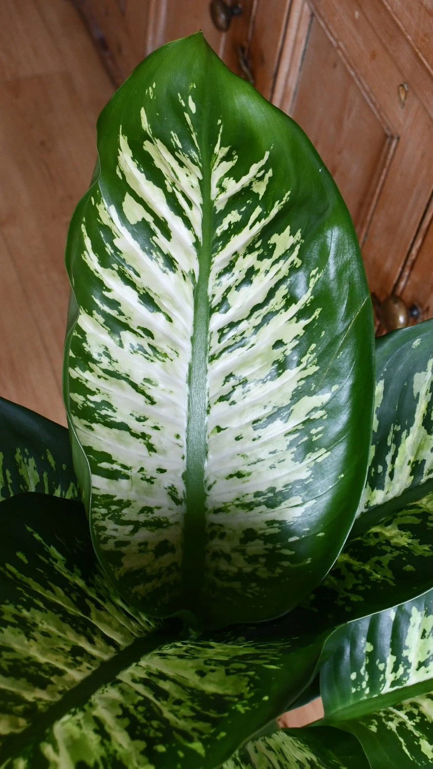 Dieffenbachia Tropic Snow (Dumb Cane) - Image 3