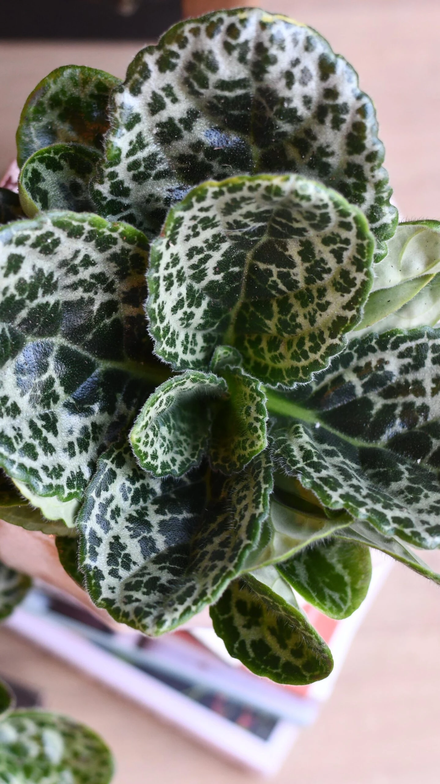 Streptocarpus Pretty Turtle - Image 2