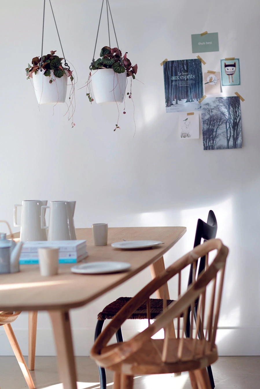 Scindapsus Pictus Trebie With A Brussels Hanging Planter - Image 5