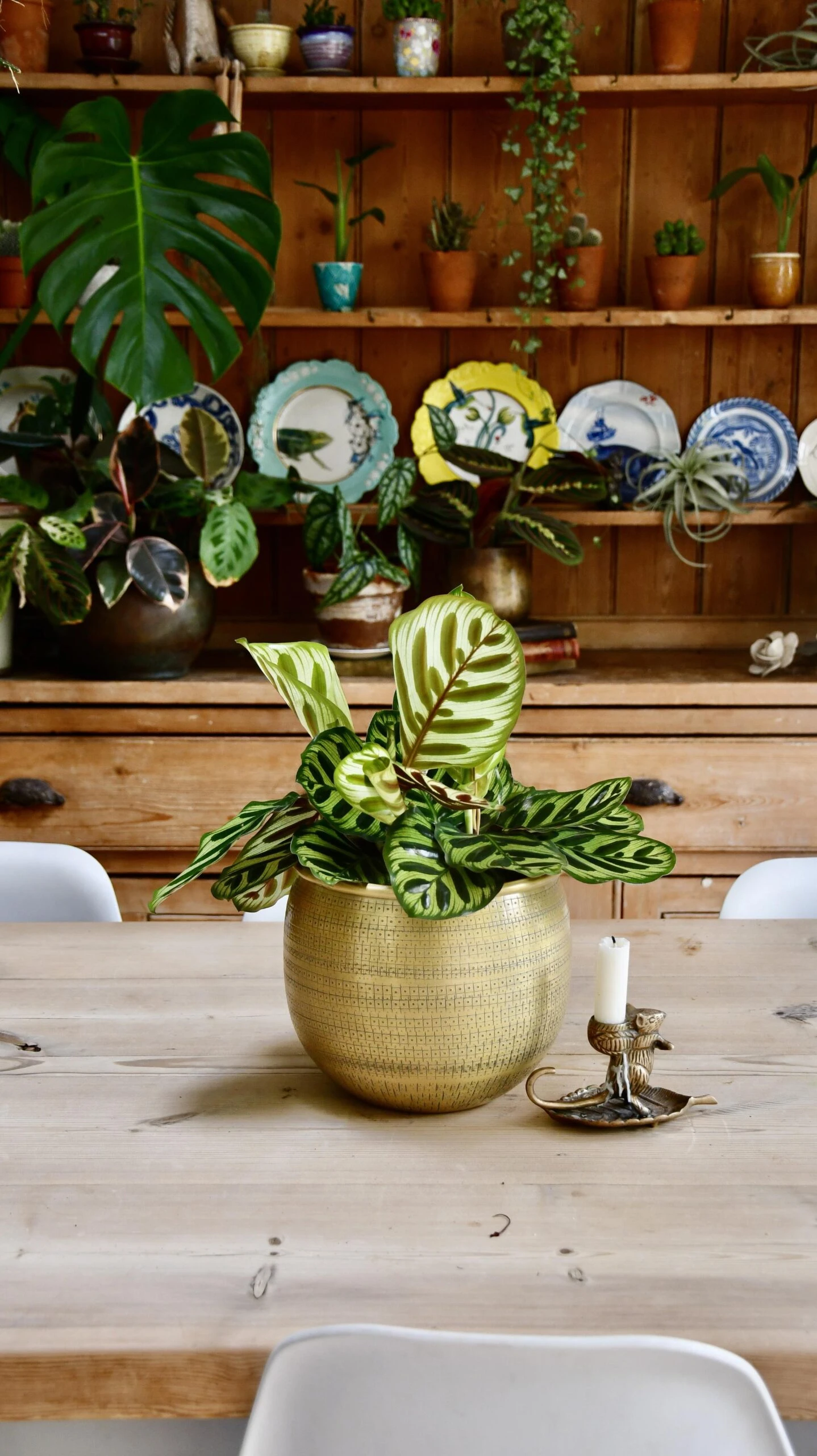 Calathea Makoyana & Gold Tembesi Etched Planter - Image 3