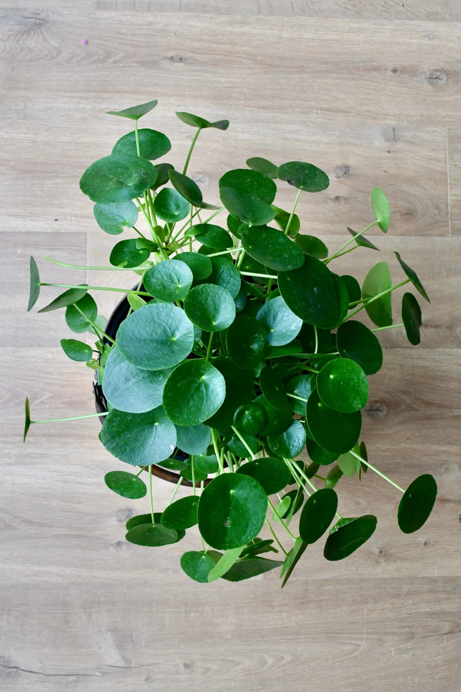 Pilea Peperomioides - Large - Image 2