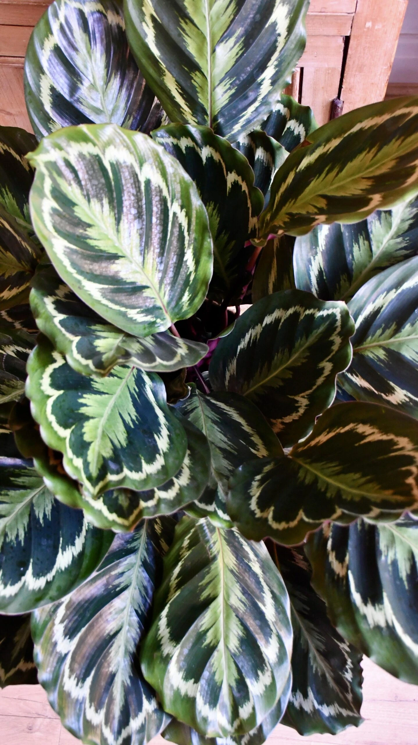 XL Calathea Roseopicta 'Medallion' - Image 4
