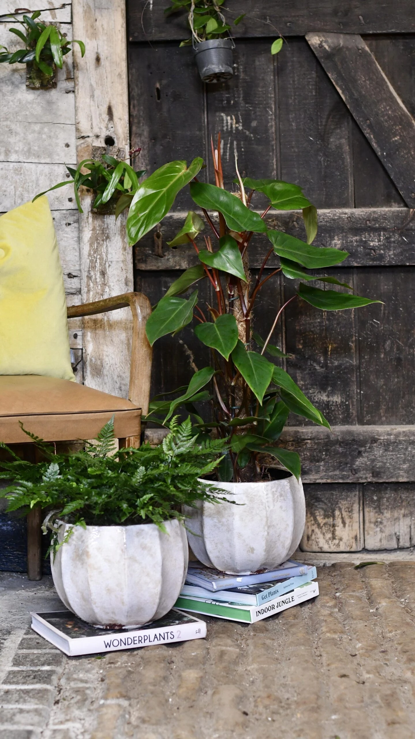 Philodendron Red Emerald - Image 4