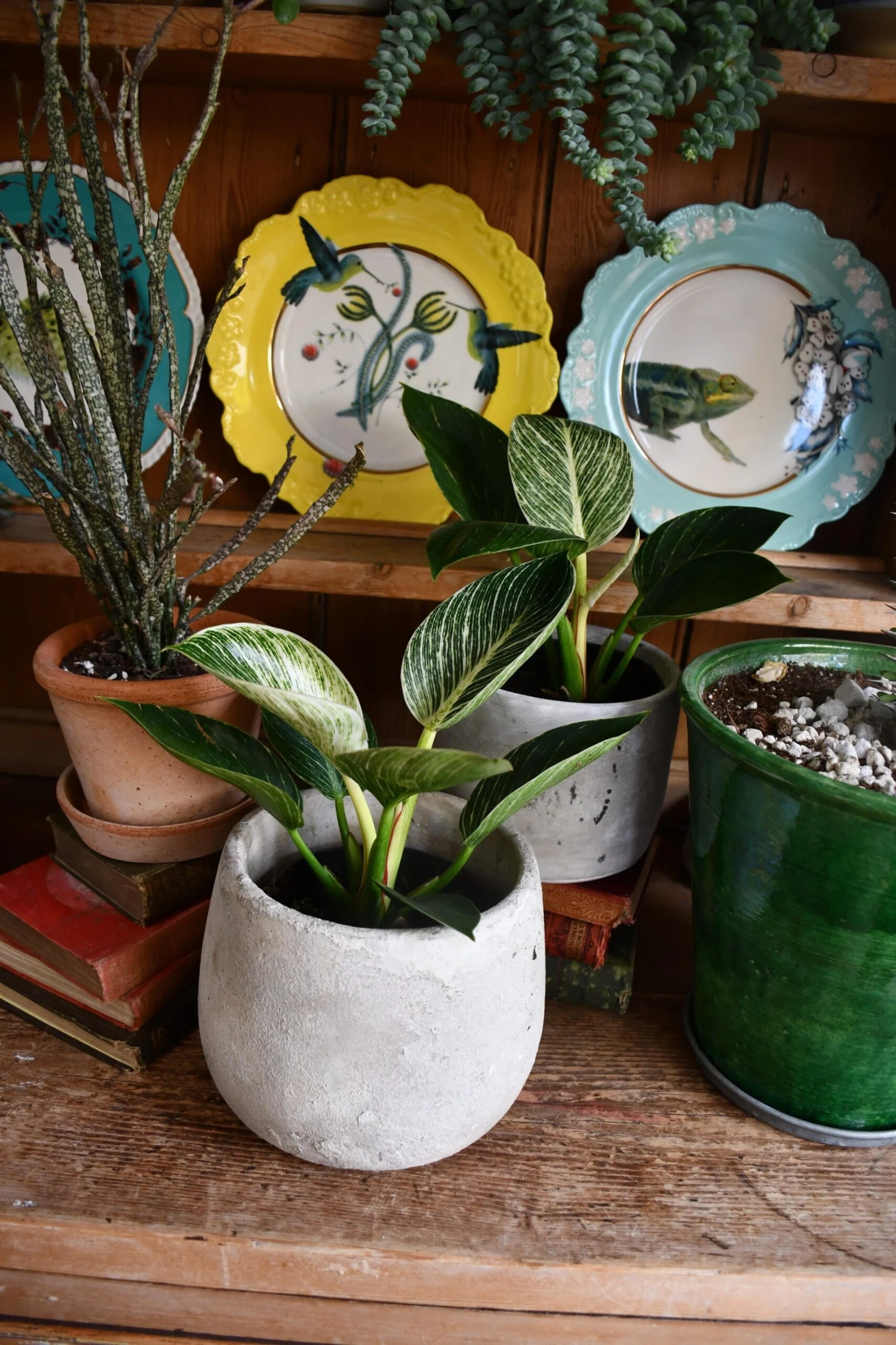 Philodendron Birkin - White Measure - Image 3