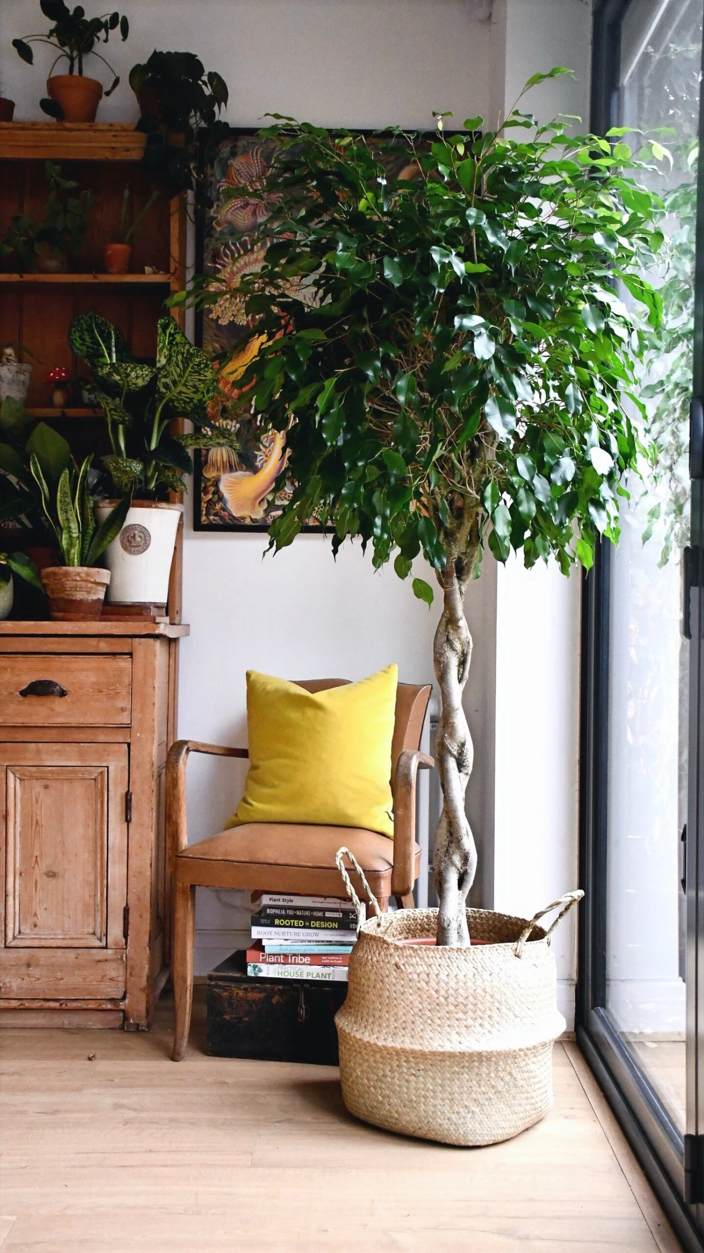 Weeping Fig Tree - Ficus Benjamina - Image 5