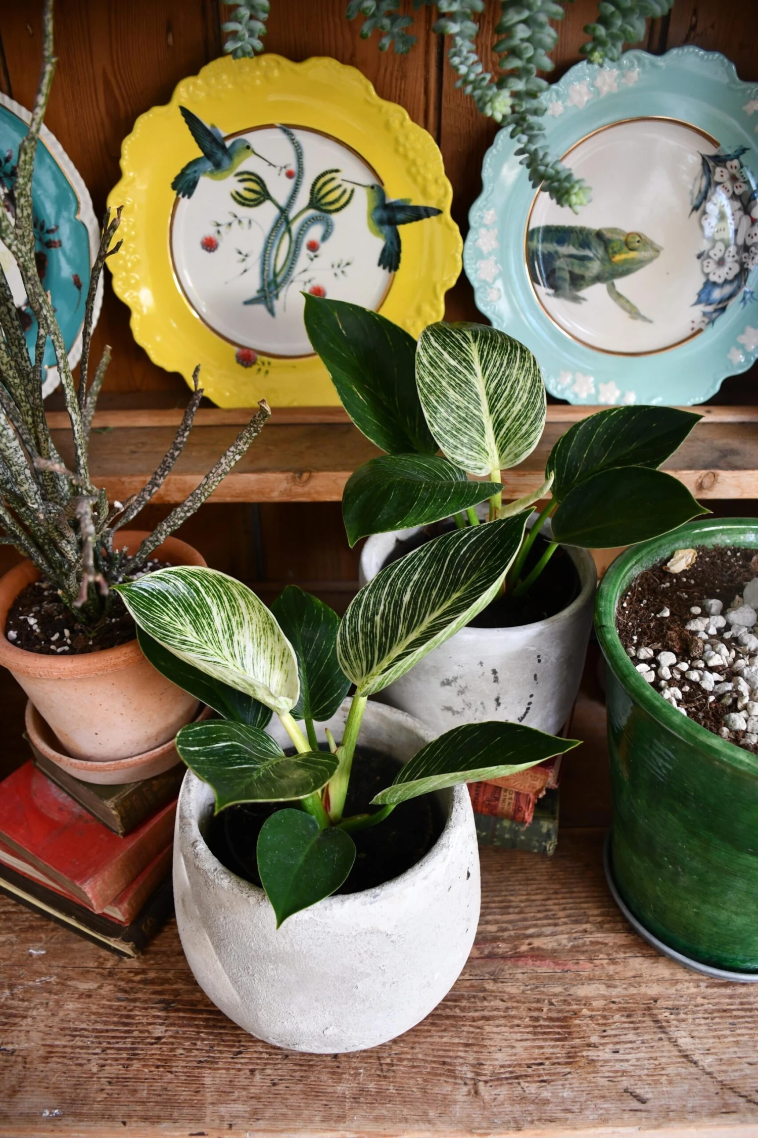 Philodendron Birkin - White Measure - Image 2