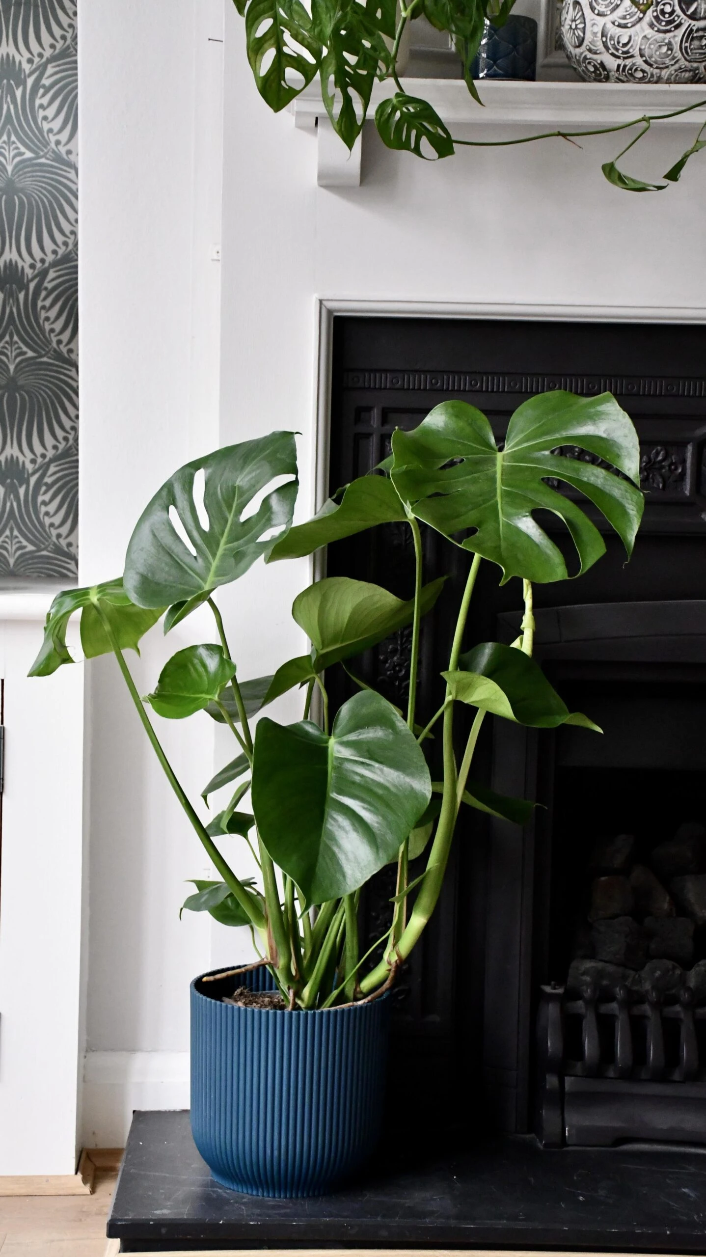 Large Monstera Deliciosa - Swiss Cheese Plant & Vibes Pot - Image 3