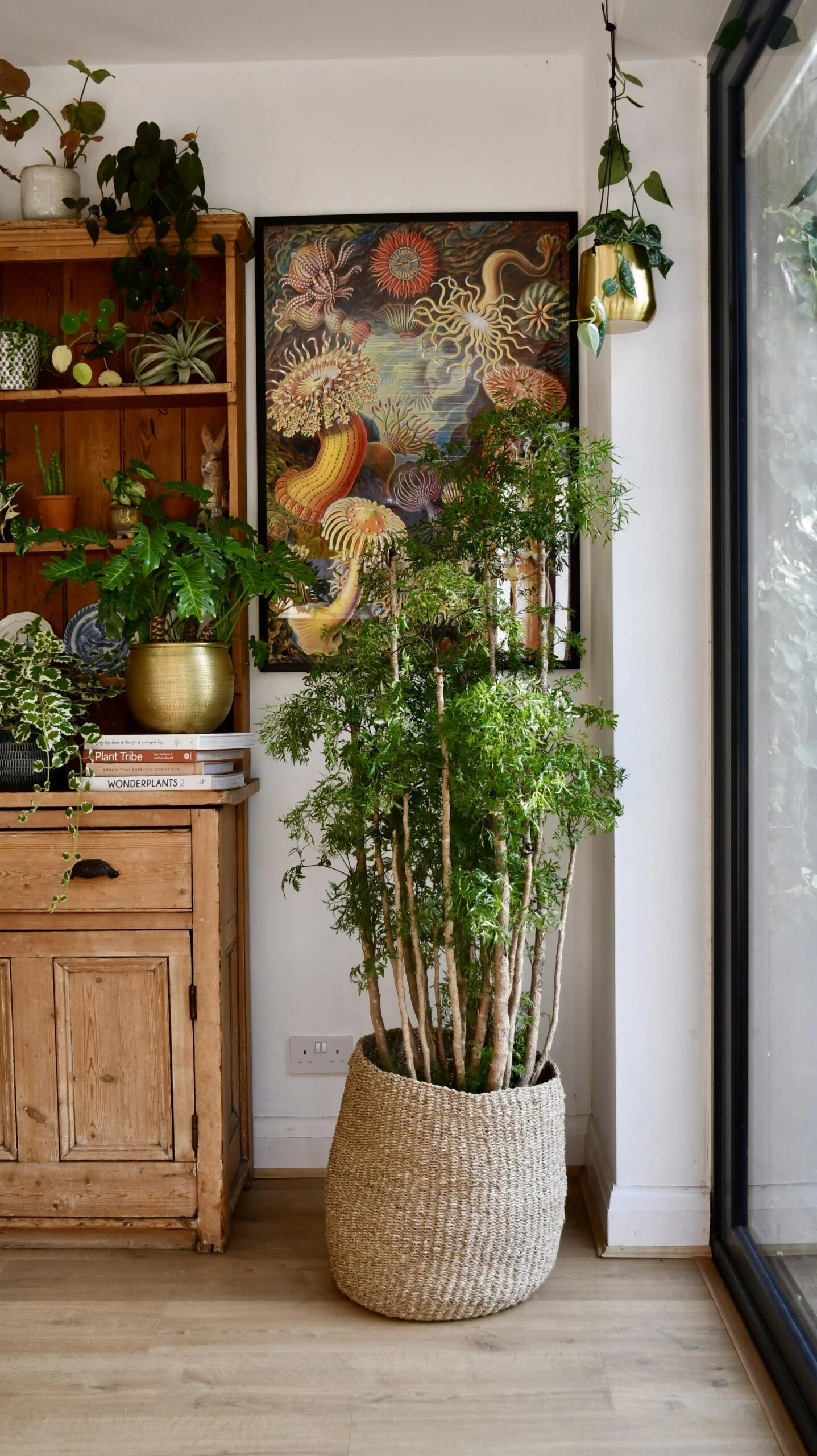 Polyscias Ming Or Aralia Ming - Image 4