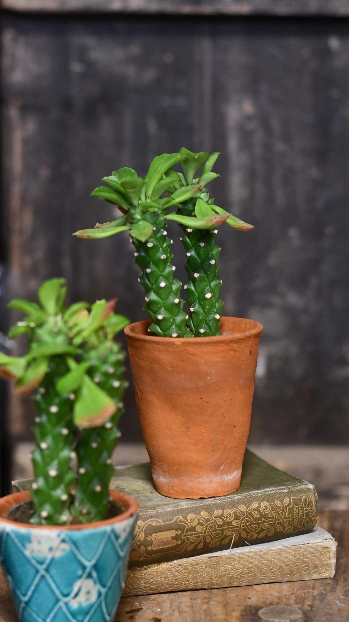 Euphorbia Neorubella | Monadenium Guentheri Baby Cactus - Image 2