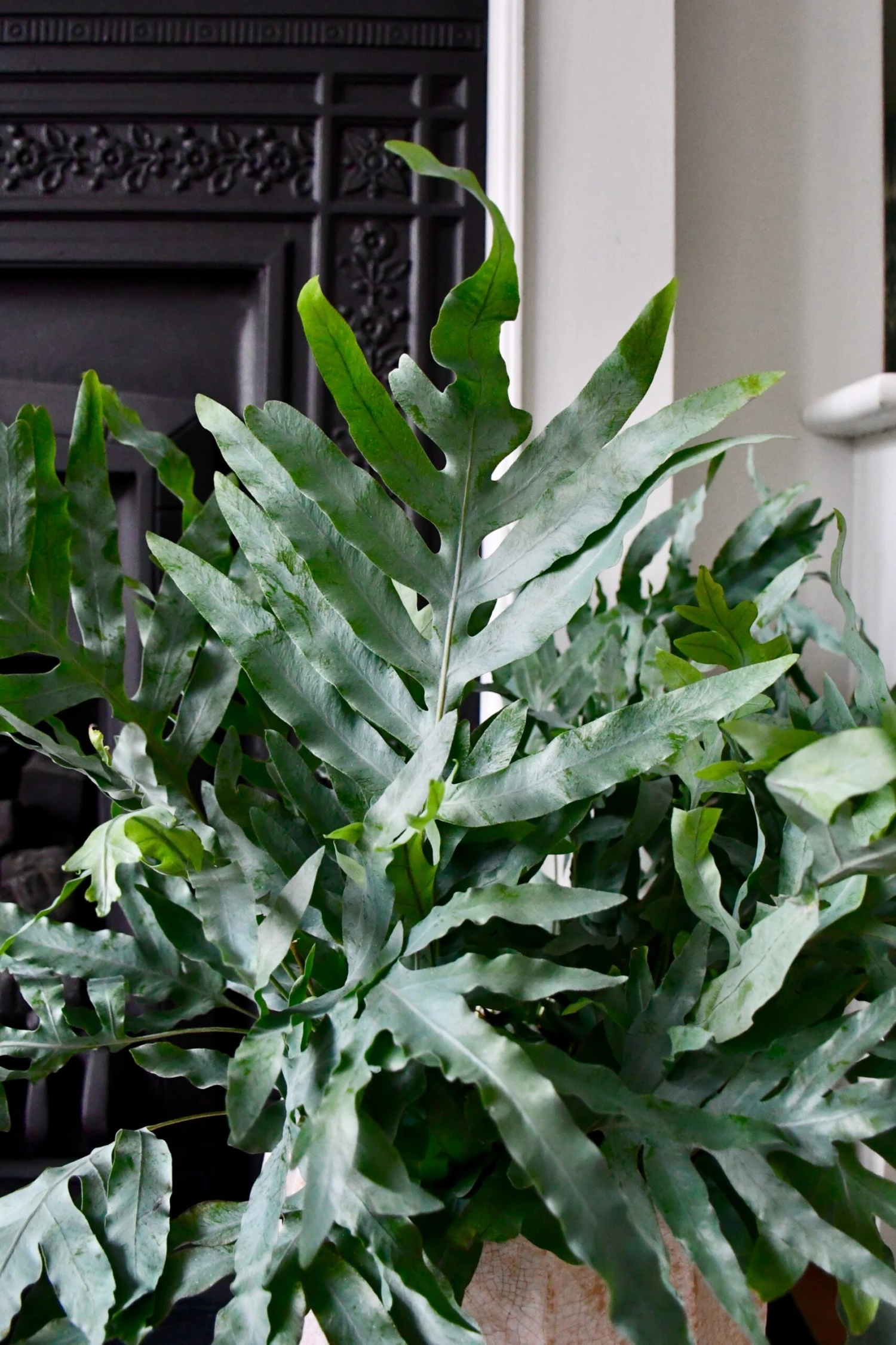 Phlebodium Aureum 'Blue Star Fern' - Image 3