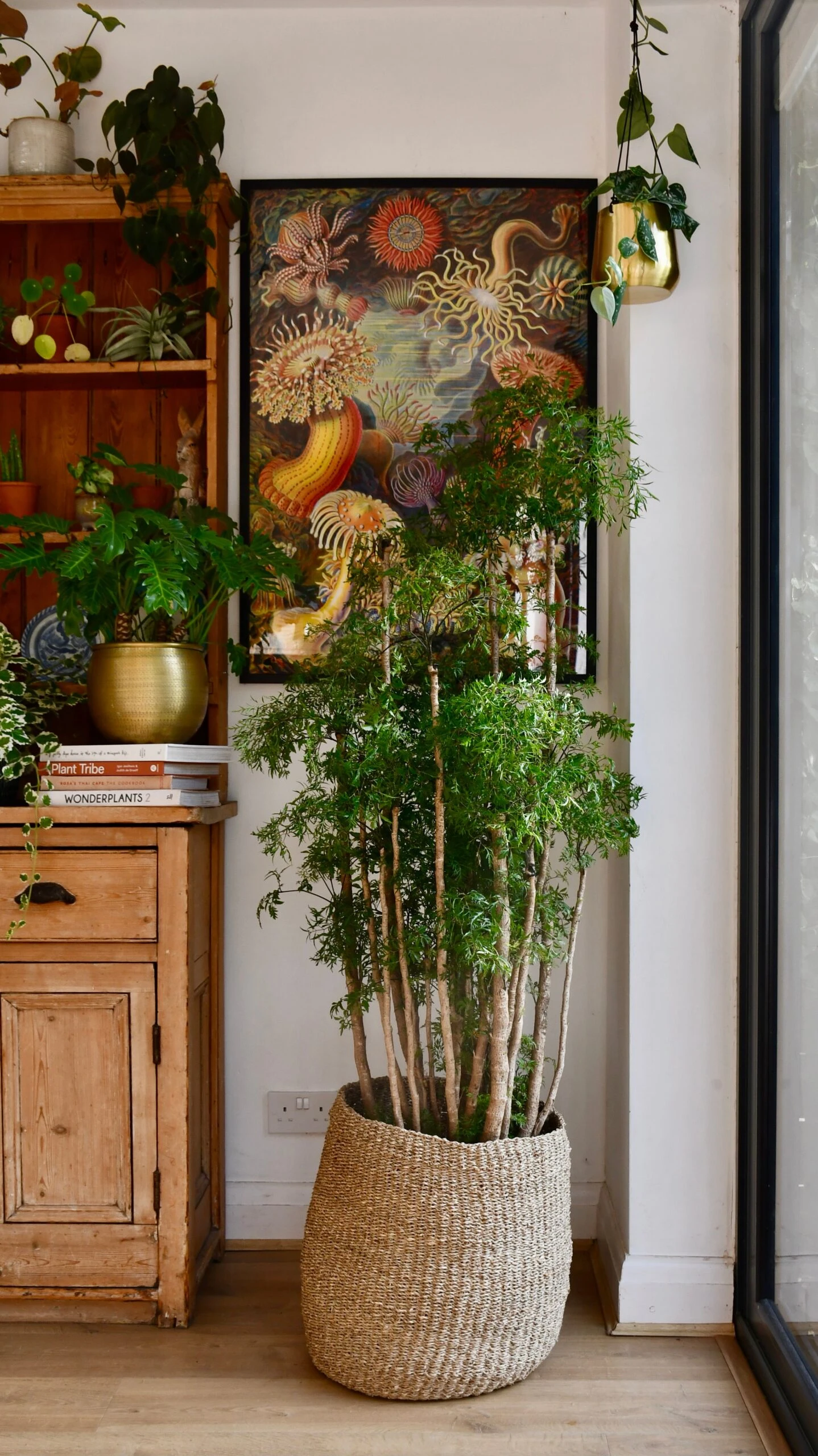 Polyscias Ming Or Aralia Ming - Image 2