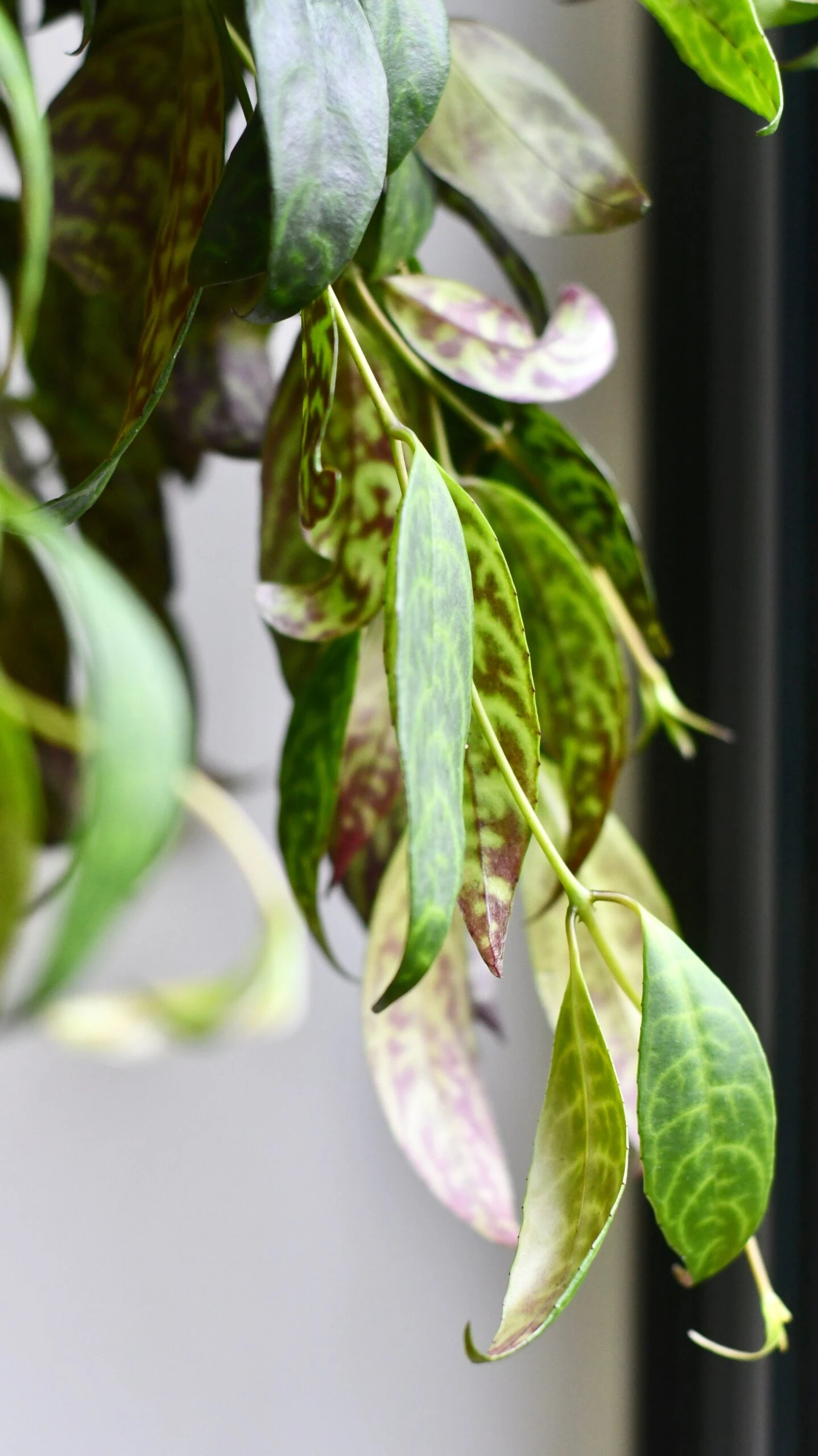 Aeschynanthus Marmoratus (Zebra Basket Vine) - Image 2