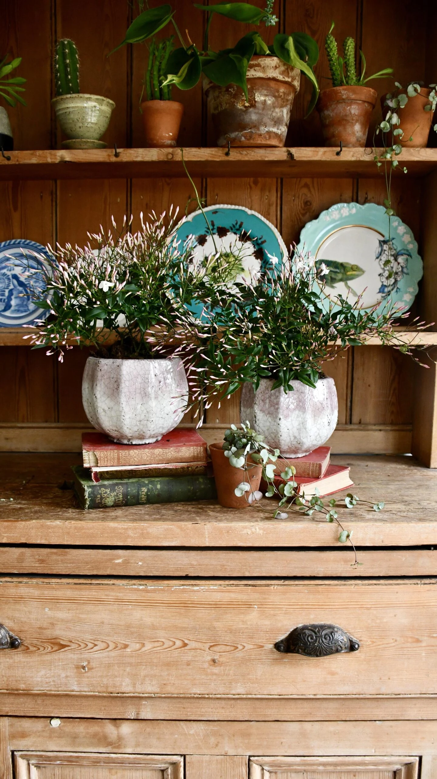 White Jasmine (Jasminum Polyanthium) - Image 4