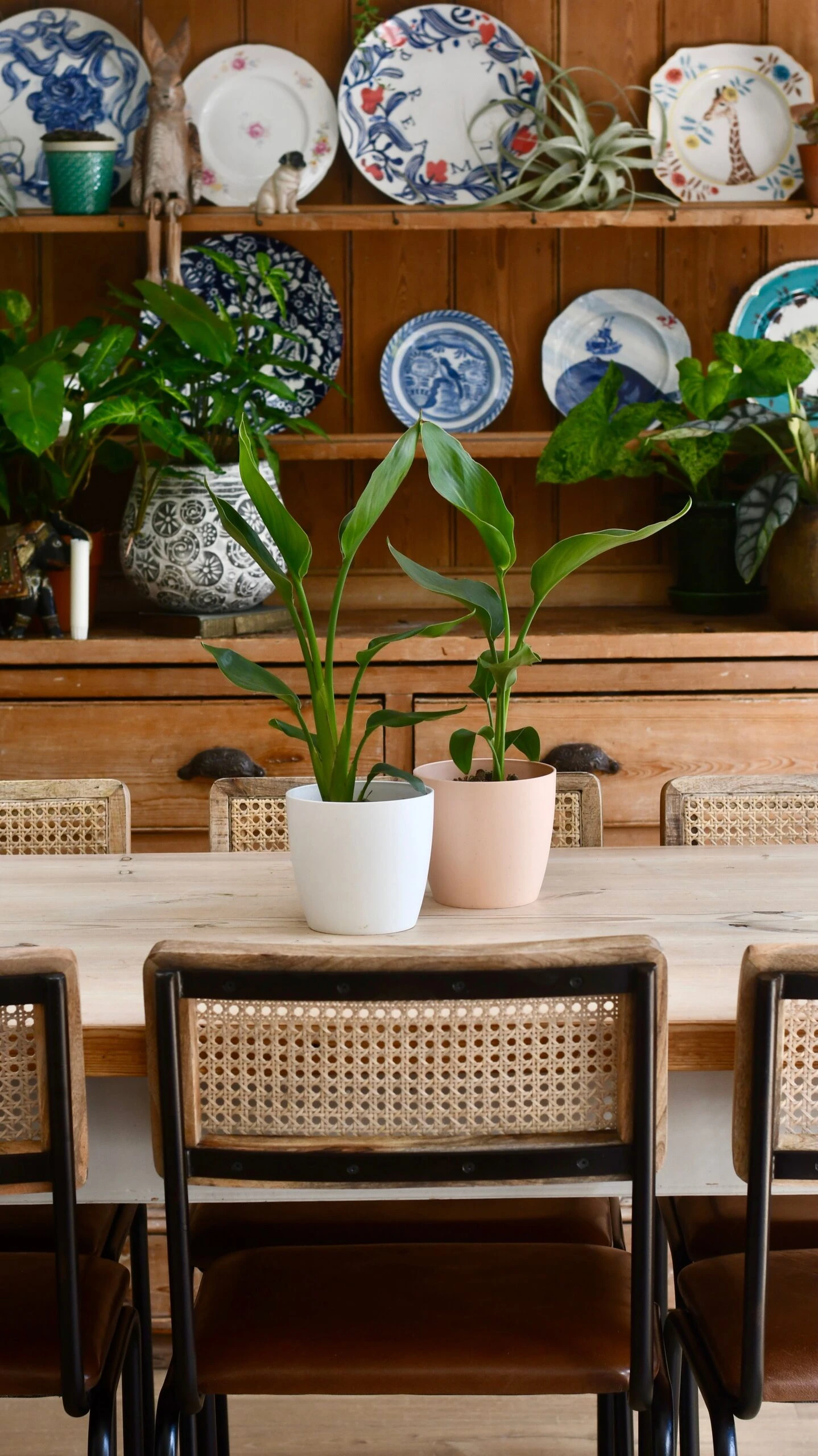 Baby Strelitzia Nicolai & Pot | Bird Of Paradise | White Bird Of Paradise | Wild Banana - Image 2