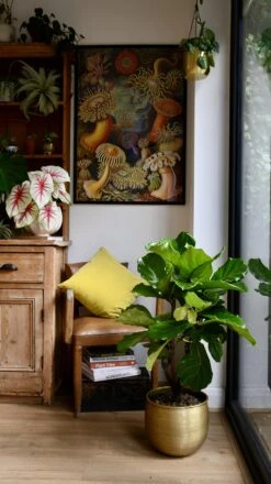 Fiddle Leaf Fig Tree | Ficus Lyrata 100cm
