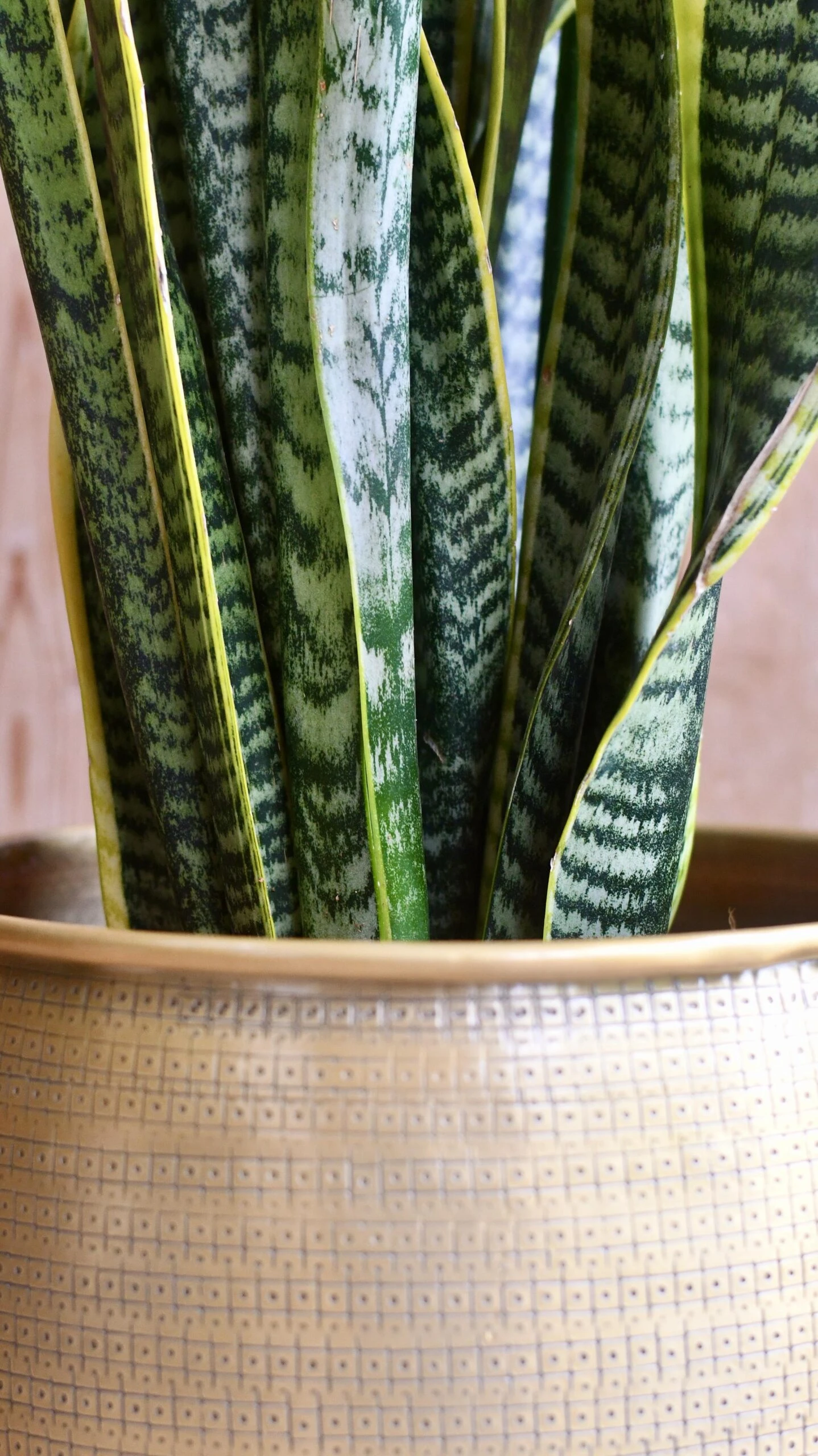Sansevieria Trifasciata Laurentii & Brass Pot - Image 4