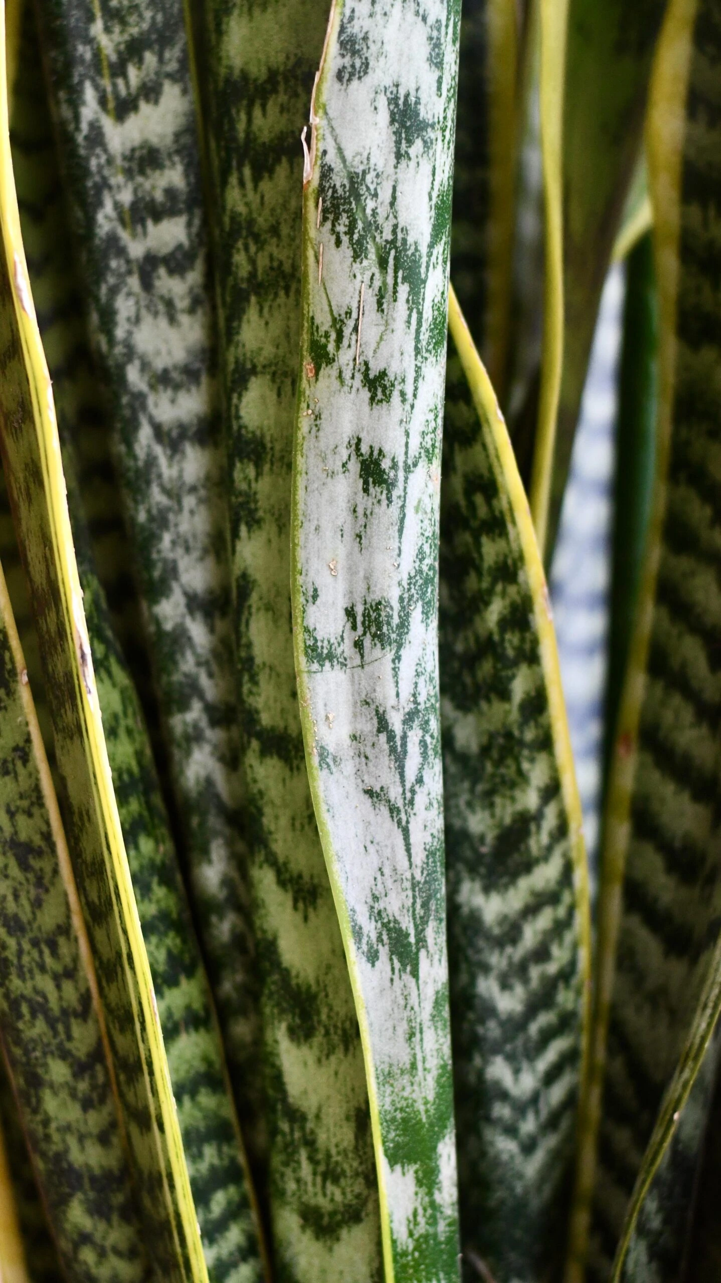 Sansevieria Trifasciata Laurentii & Brass Pot - Image 5